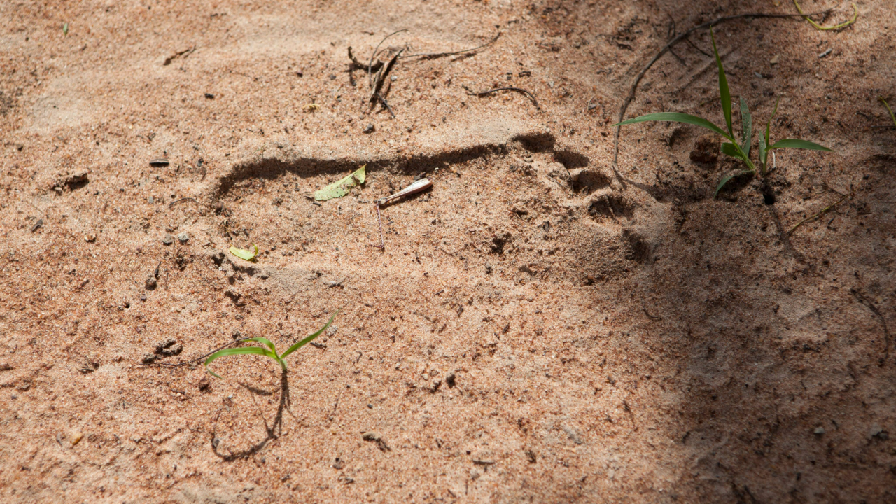 TAMTF: Our Story in Rwanda