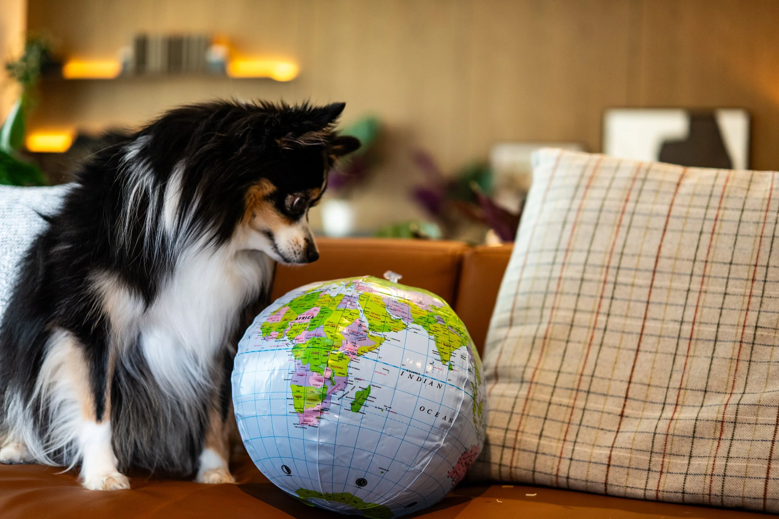 Miniature Australian Shepherd