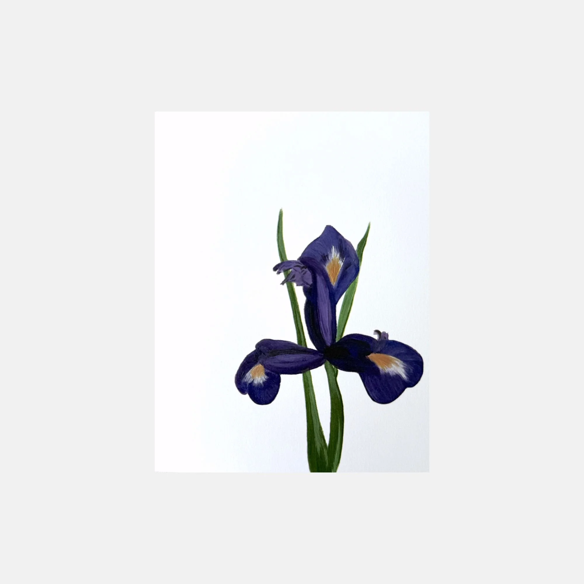 Purple Iris painting_blank folded cards_HAU Fine Art.jpg