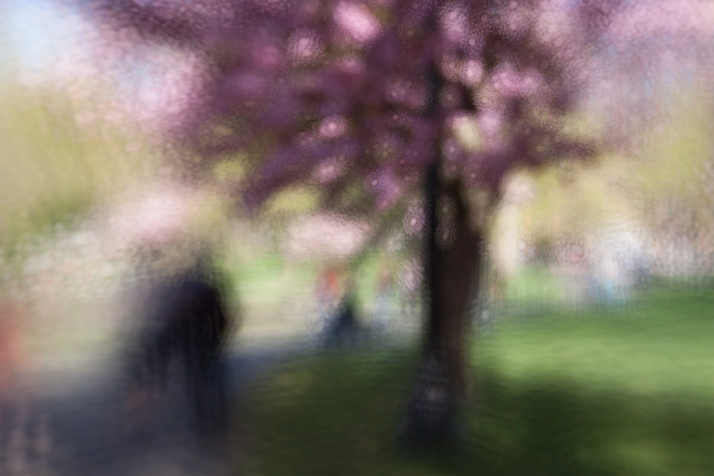 Boston Public Garden