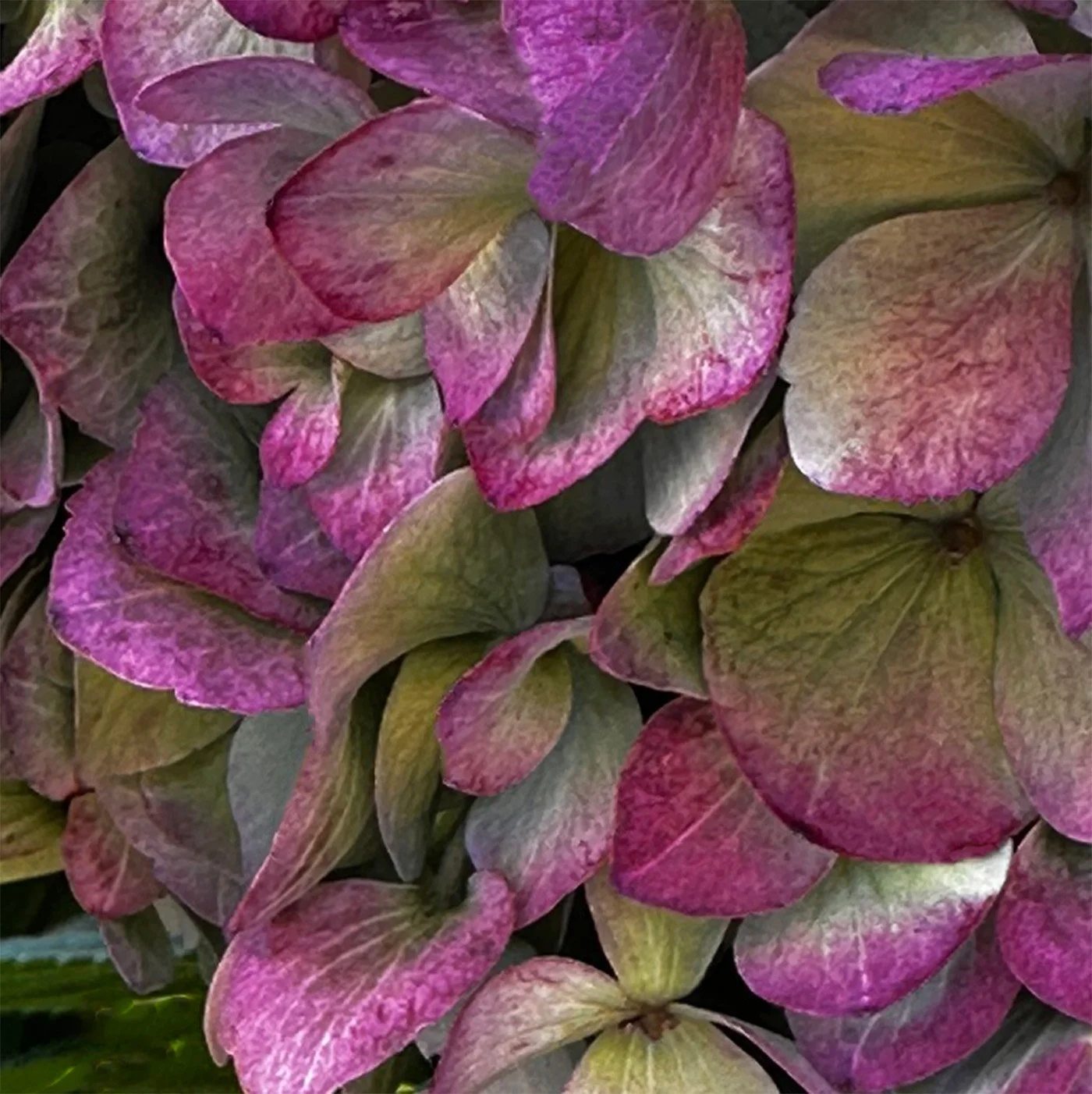 Hydrangeas