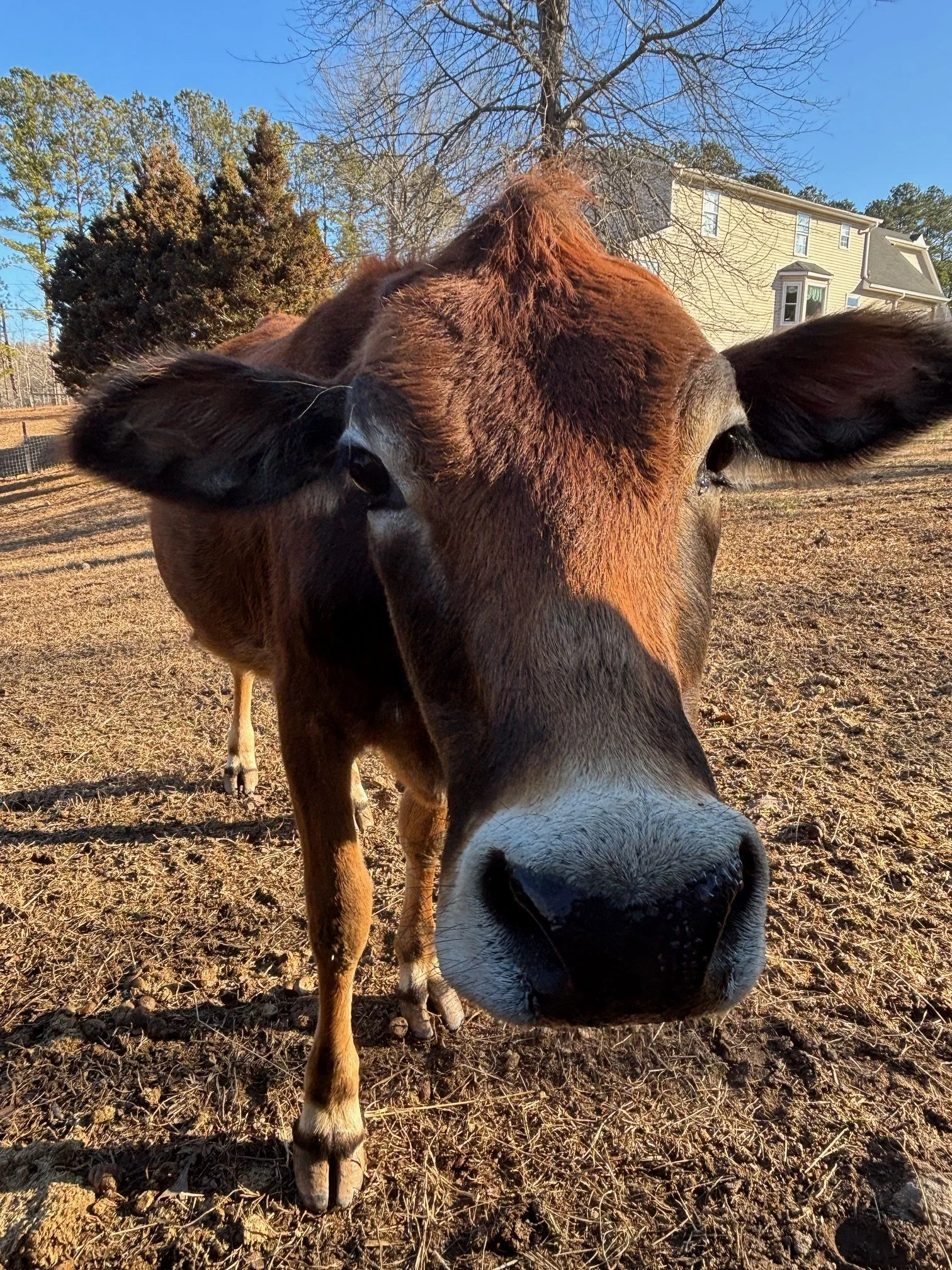 red cow sticking its nose out at the camera acting curious and yet nosy