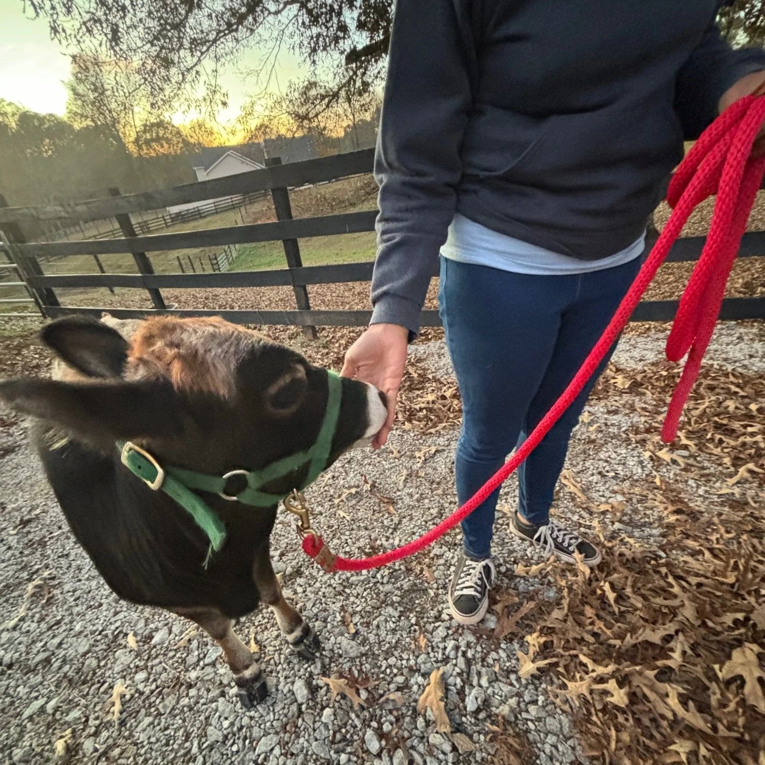 a mini cow nuzzling a persons hand while standing next to them