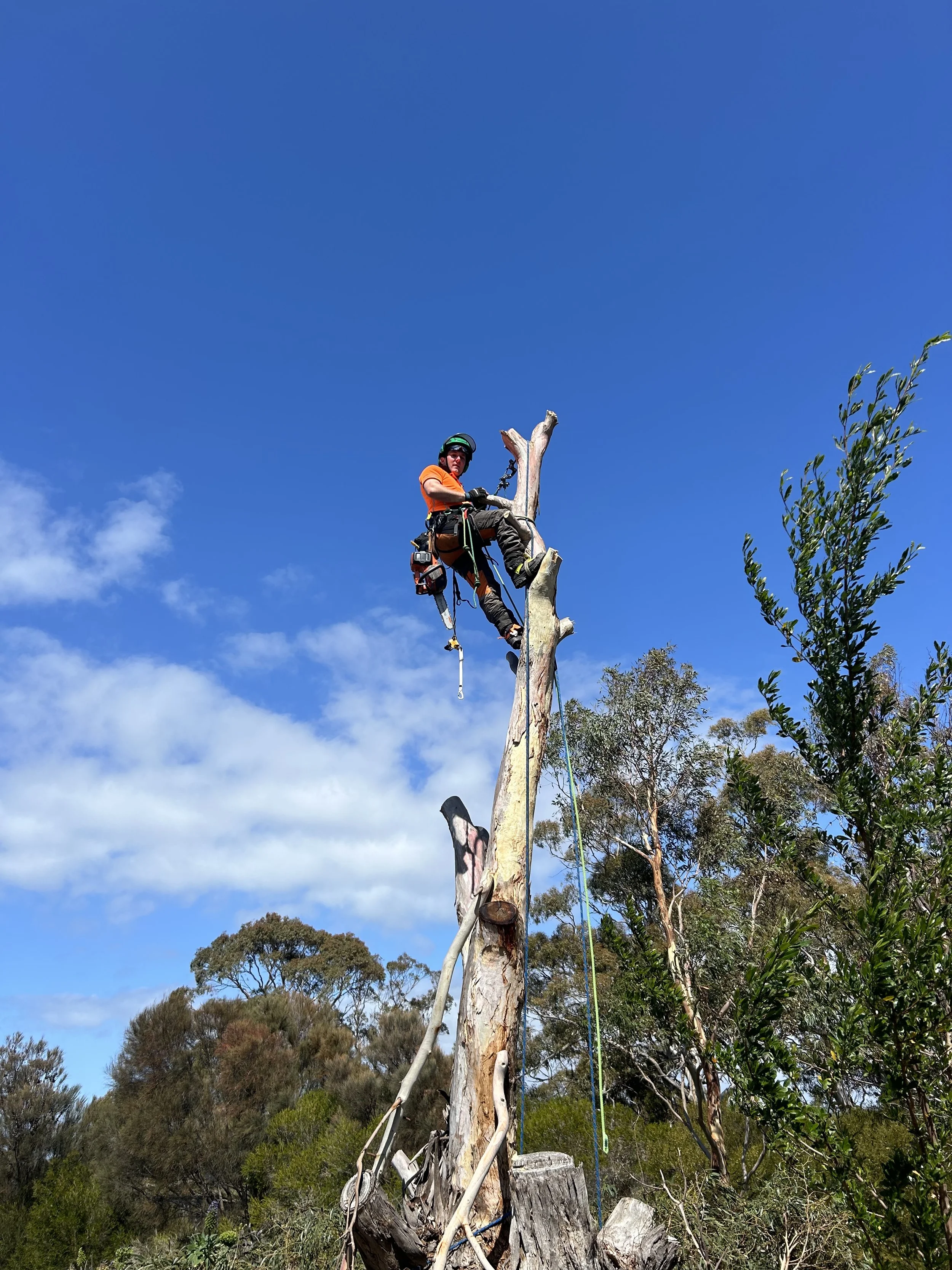 Arborist removing a tree via climbing ropes