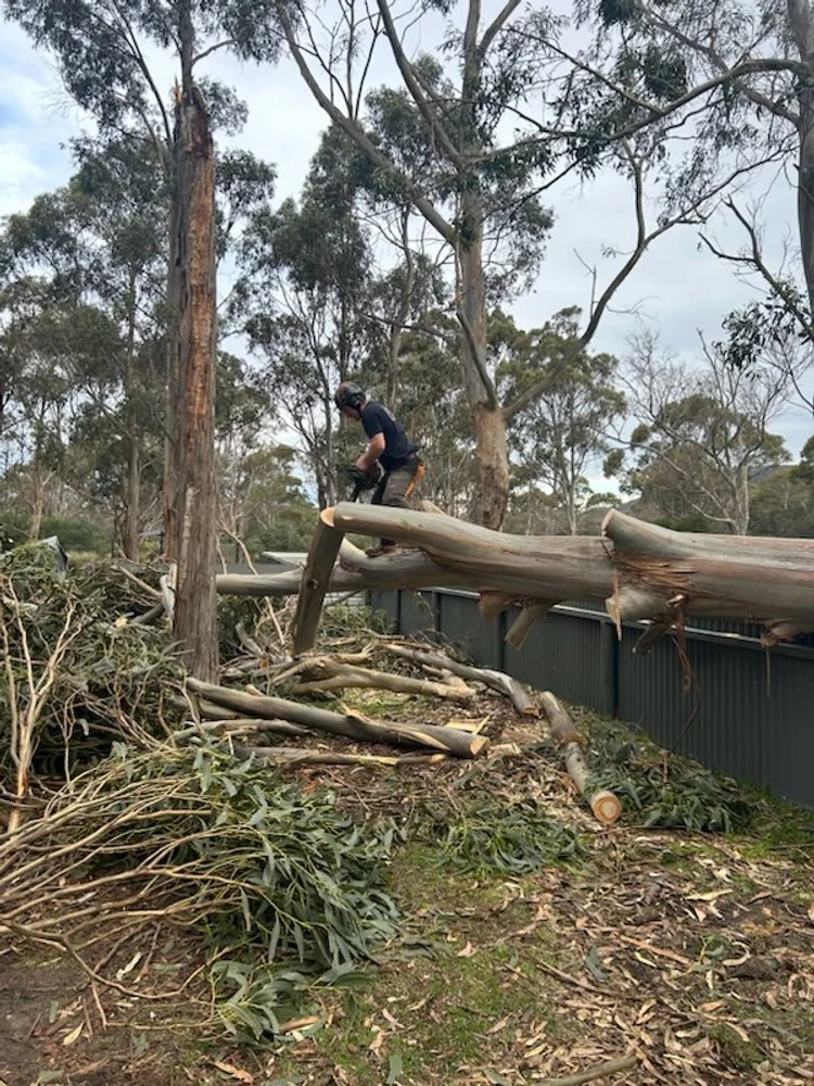 Man with chainsaw removing a tree which had fallen on a fence of an animal enclosure at a wildlife park