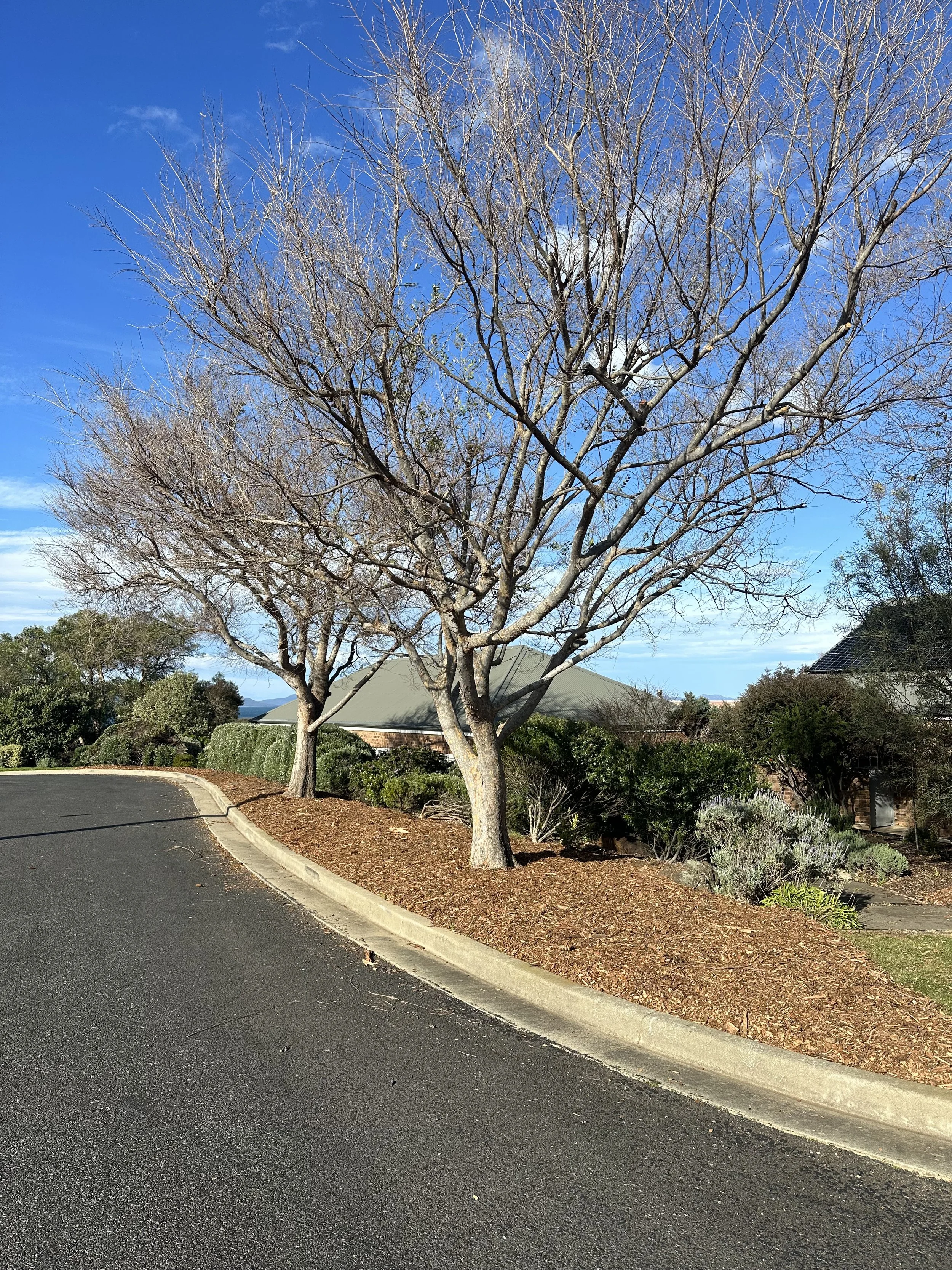 Two Chinese Elm trees in Swansea Tasmania