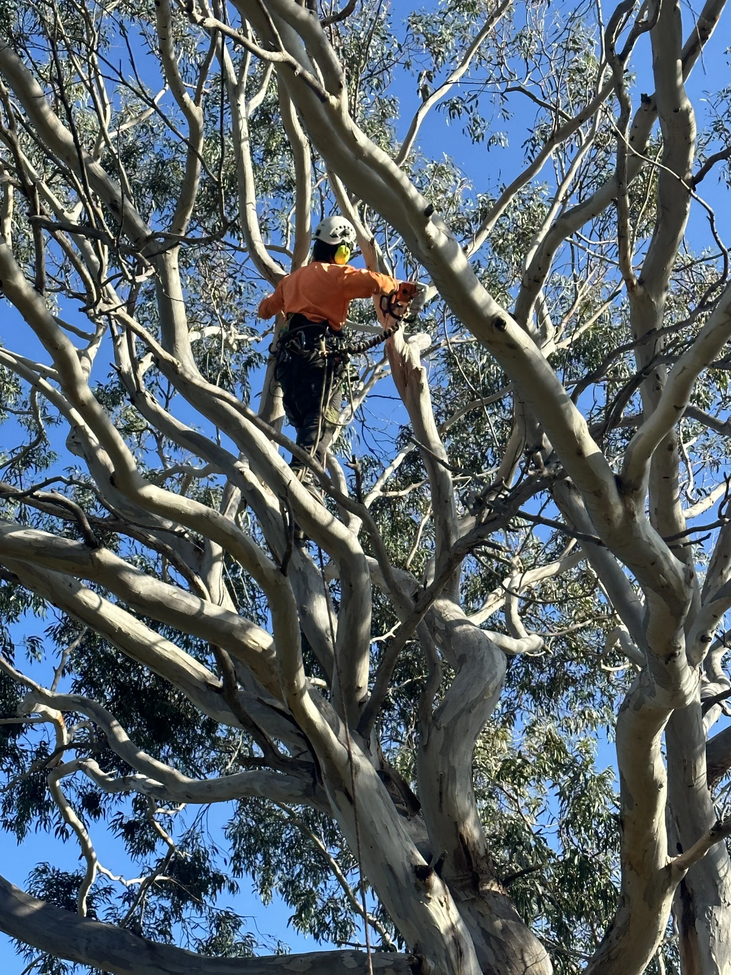 Arborist / rope climber in gum tree with chainsaw removing tree limb