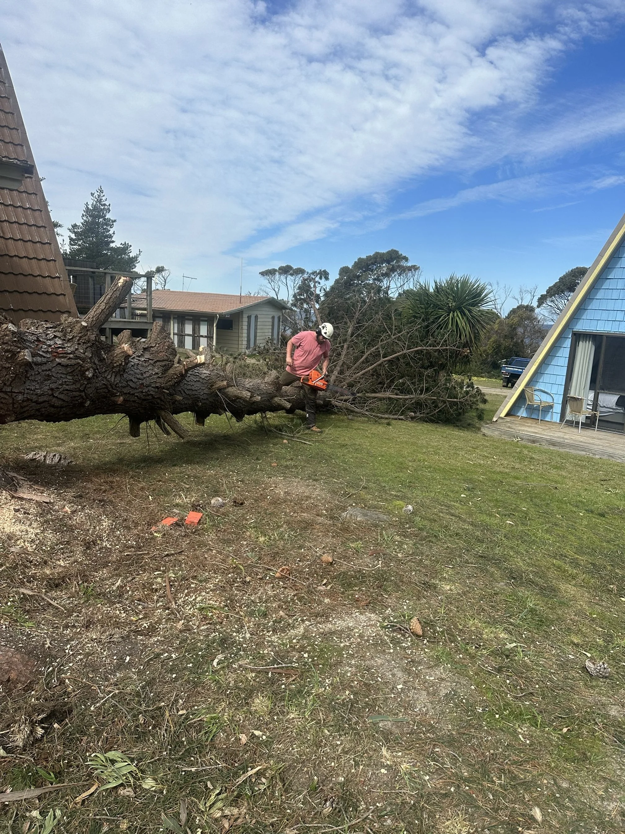 A freshly felled Norfolk pine tree