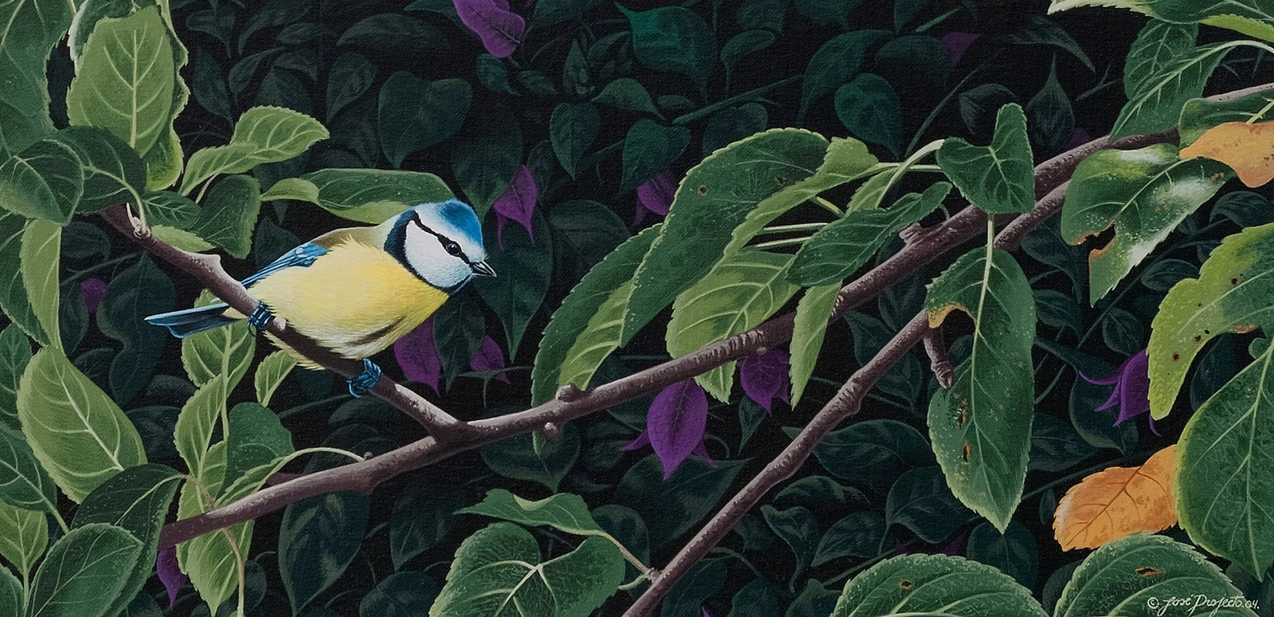 Eurasian Blue Tit, Acrilyc Wildlife painting by José da Nazaré Projecto.