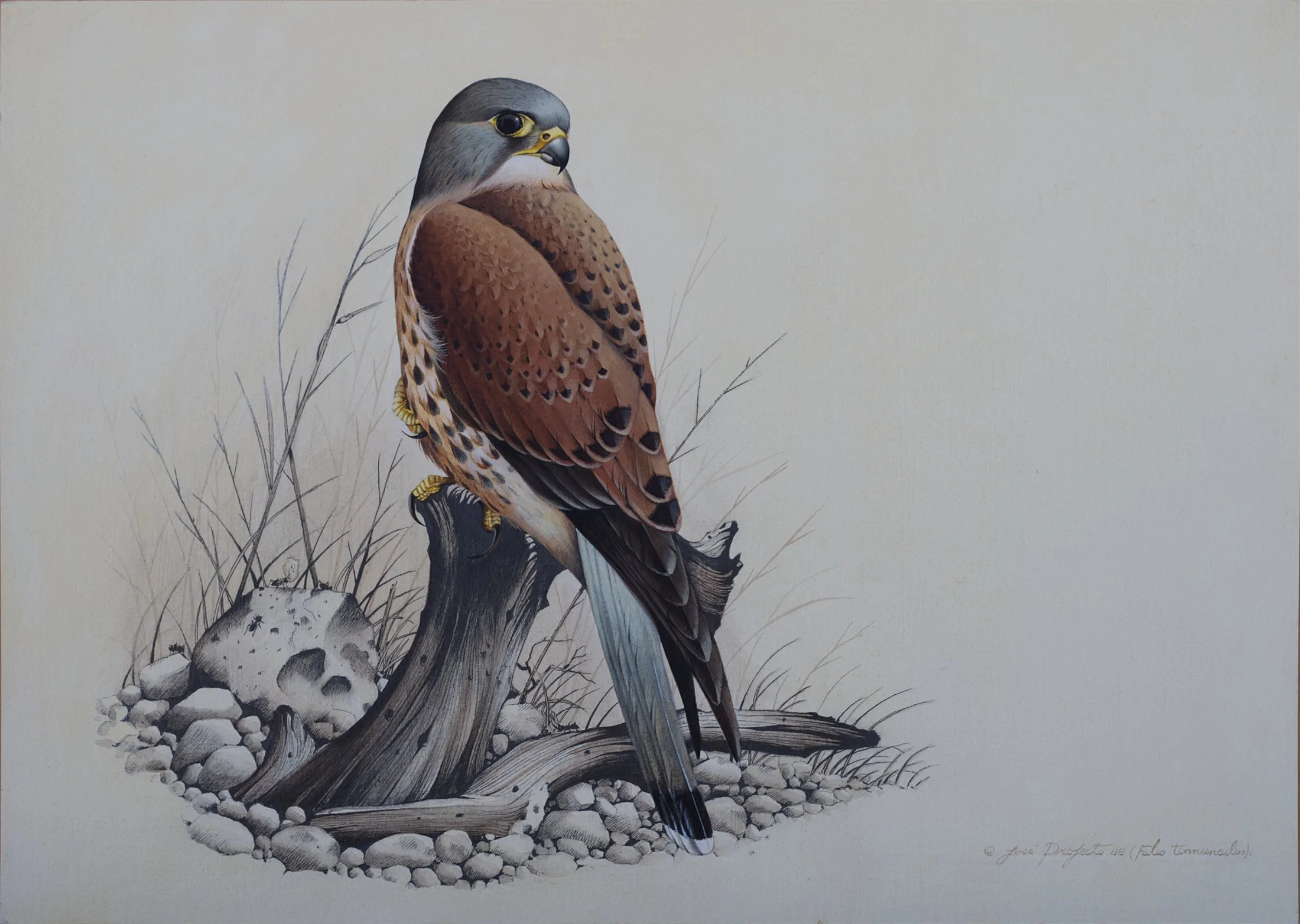 Eurasian Kestrel • Acrylic • 50cm x 36cm