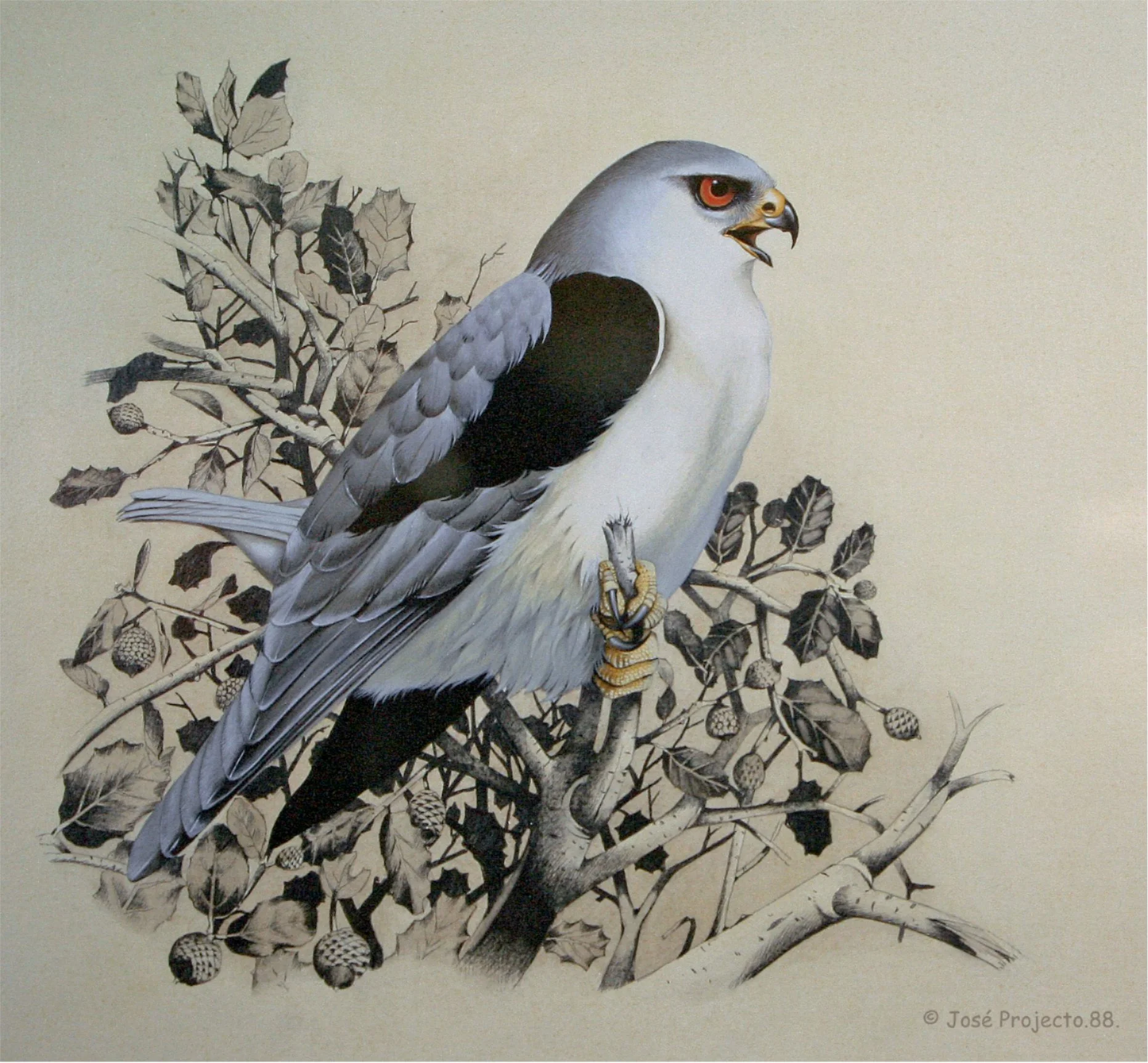 Black-winged Kite • Acrylic • 50cm x 36cm