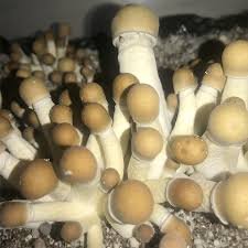 Penis Envy