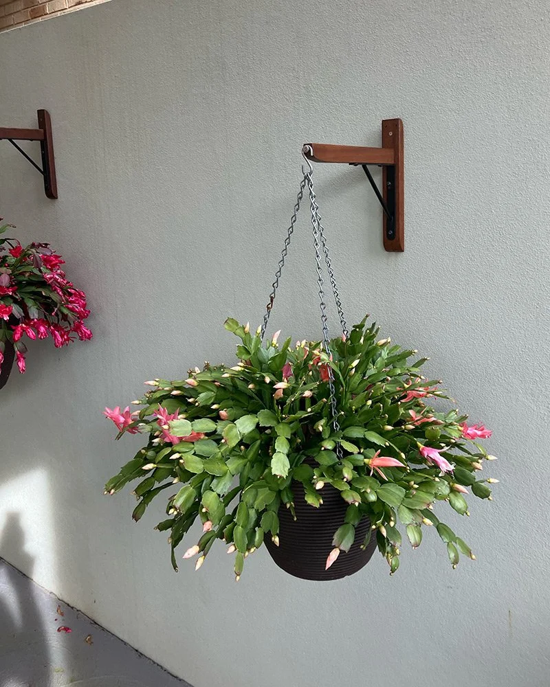 Hanging flower pot with pink blossoms on a wall.
