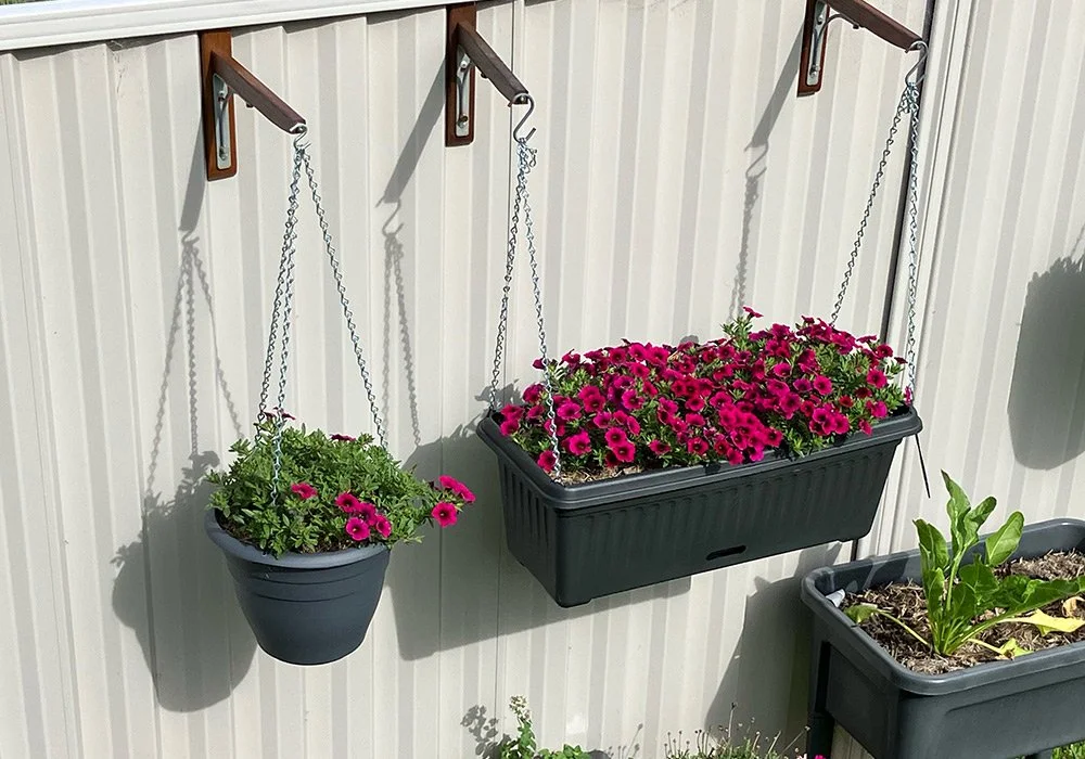 Hanging flower pots with pink petunias on a white wall, with additional plants in black containers below.