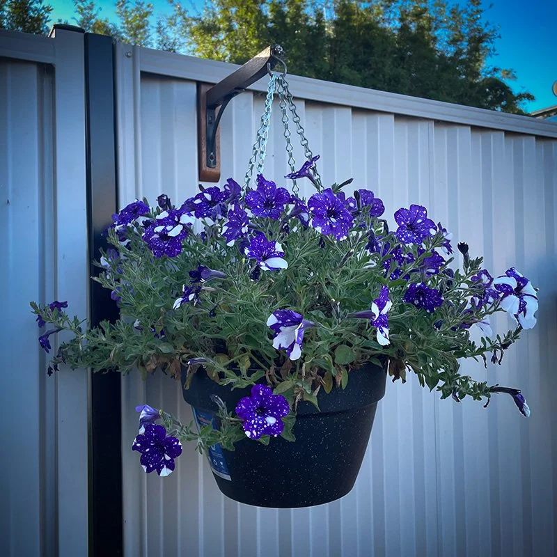 A hanging flower basket with purple and white flowers, located outdoors against a metal fence with trees and a blue sky in the background.