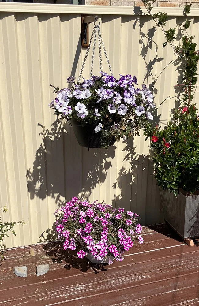 Hanging and potted flowering plants on a wooden deck with a beige fence in the background.