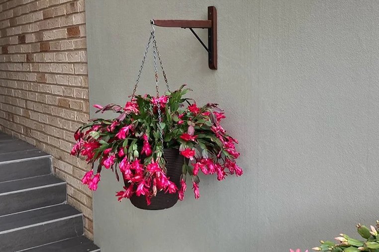 Wall hung plant hangers