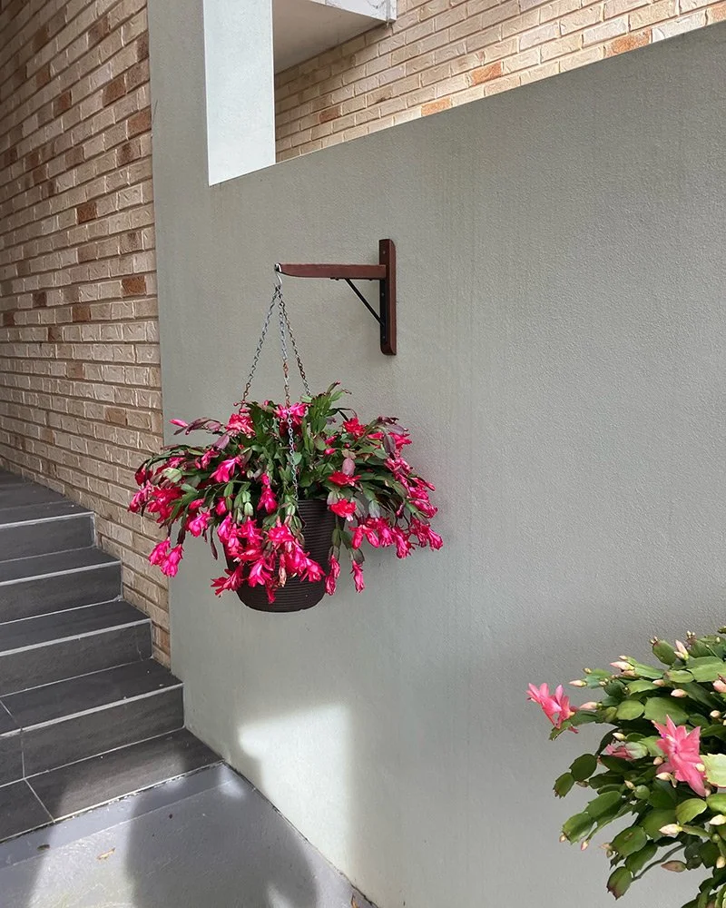 Hanging basket filled with pink flowers mounted on a beige wall, next to gray steps and a background of brick wall.