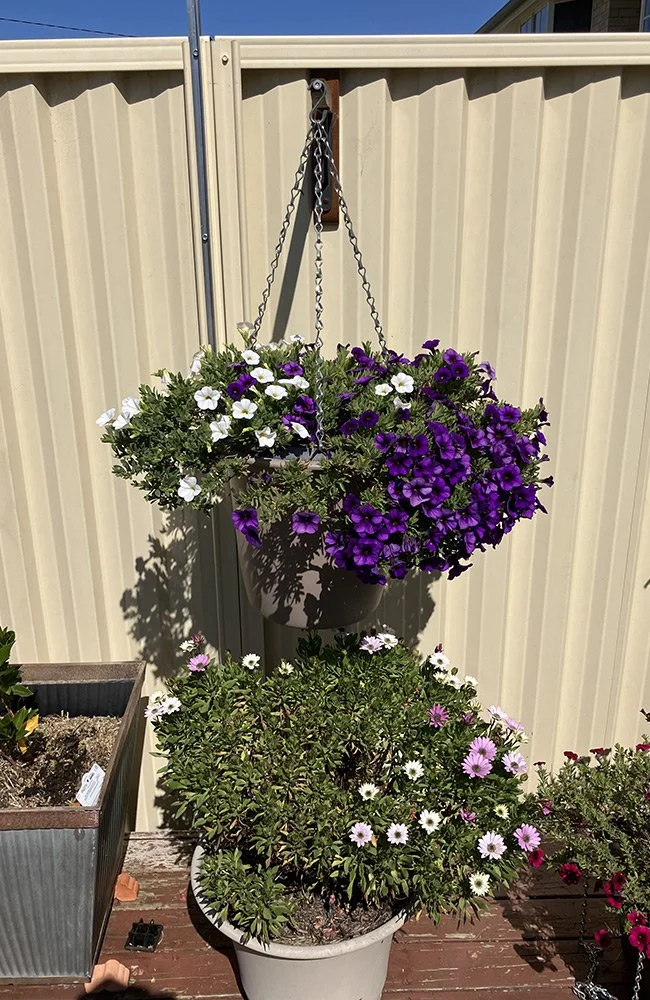 A hanging flower basket with purple and white petunias, attached to a beige metal fence. Below, there is a white pot with pink, white, and purple flowers on a wooden deck.