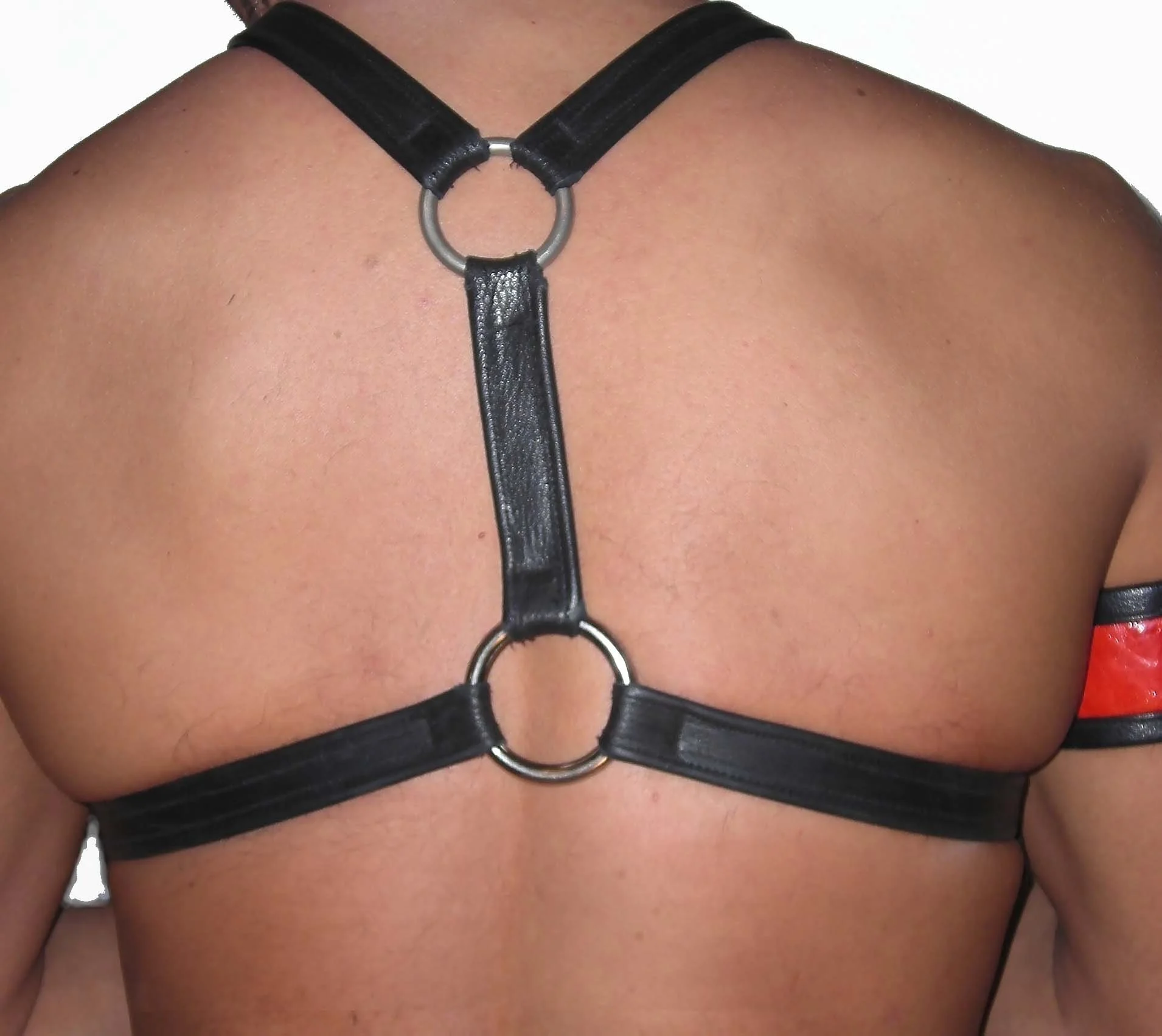 standard harness.jpg