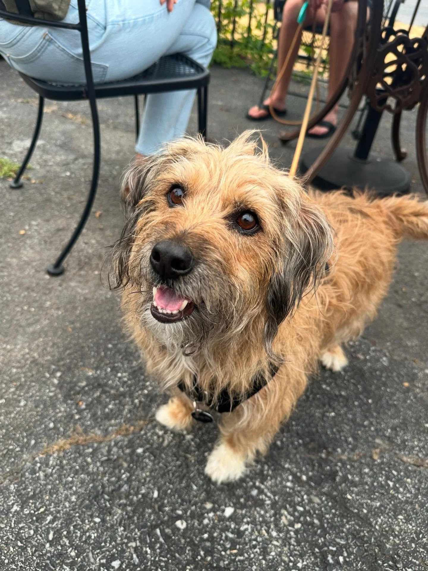 A beautiful week really brought out some wonderful pups ;)
All the dogs:
1. Benji
2. Ada and Irene
3. Sully
4. Scout
5. Sandy
6. Gregory
7. Cleo
8. Marshall
9. Popple
10. Silvie
Hot Fuzz Trio, @michaeljosephharris @hotclubofbaltimore, wil