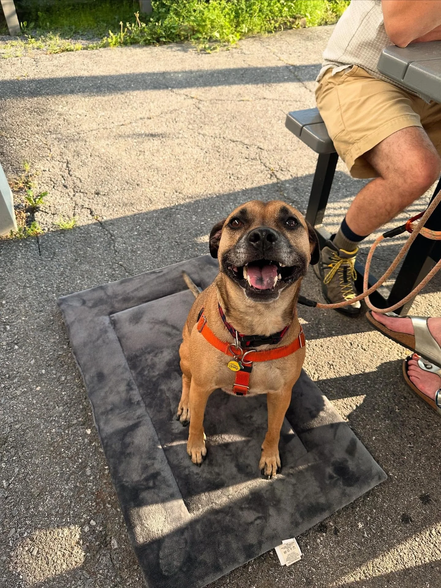 Look at all these happy faces! the pups LOVE Sandbox and we love y’all bringing them to hang out with us ;)
1. Chiquita
2. Ace
3. Winnie
4. Gracie
5. Kuma
6. Lily
7. Max
8. Elide
Stop by for a chill, sunny Sunday ☀️🍺
Hungry? @food_