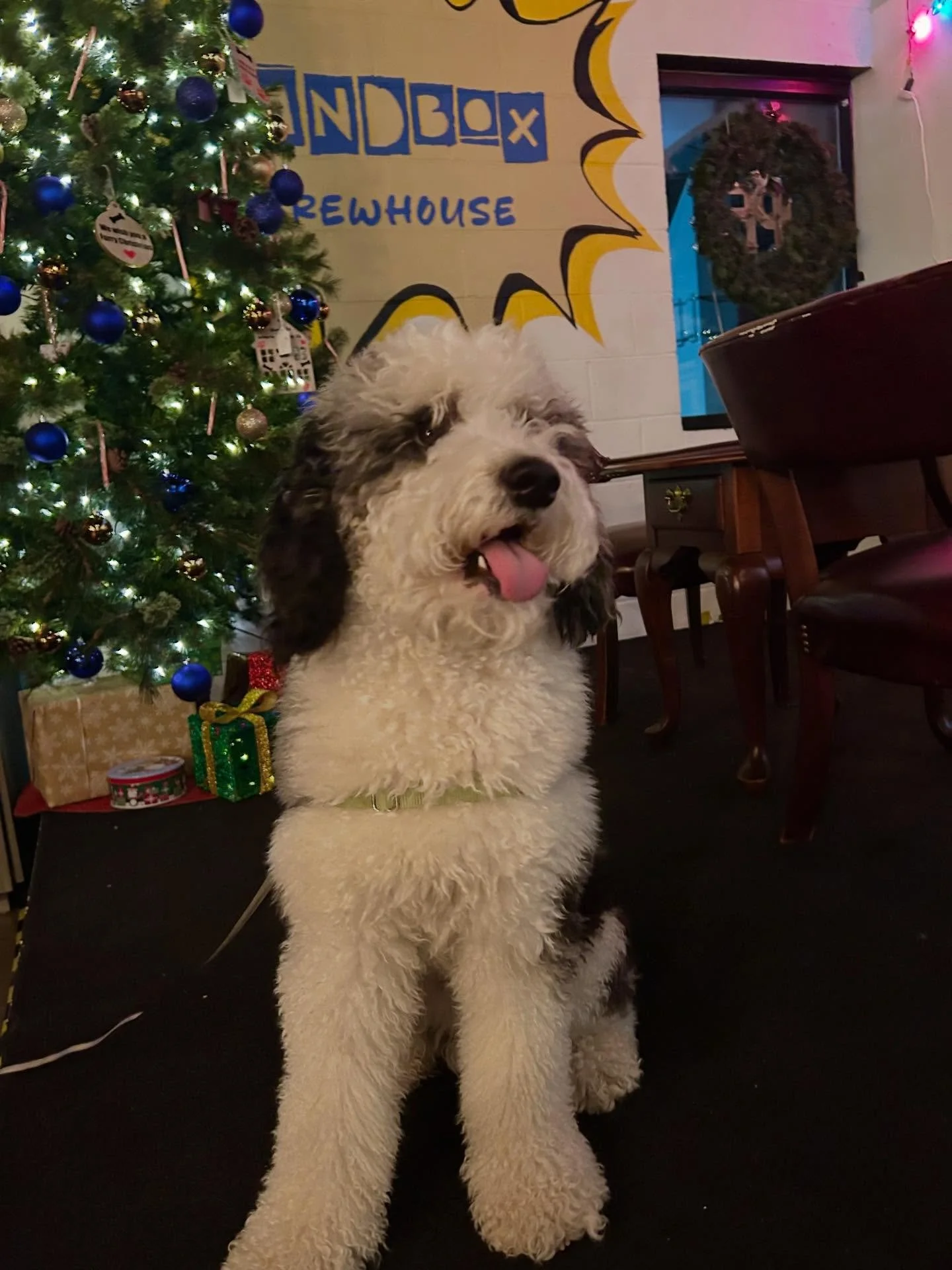 This cutie, Archie, is our game night and creative hours mascot 😊 

It&rsquo;s always a joy seeing him every Thursday!! 

Join us today for Puppy Pictures with Santa! @rescuepetconnect, @paws_in_studio, @dogfriendlyfrederick, @thepawpadmobile we can