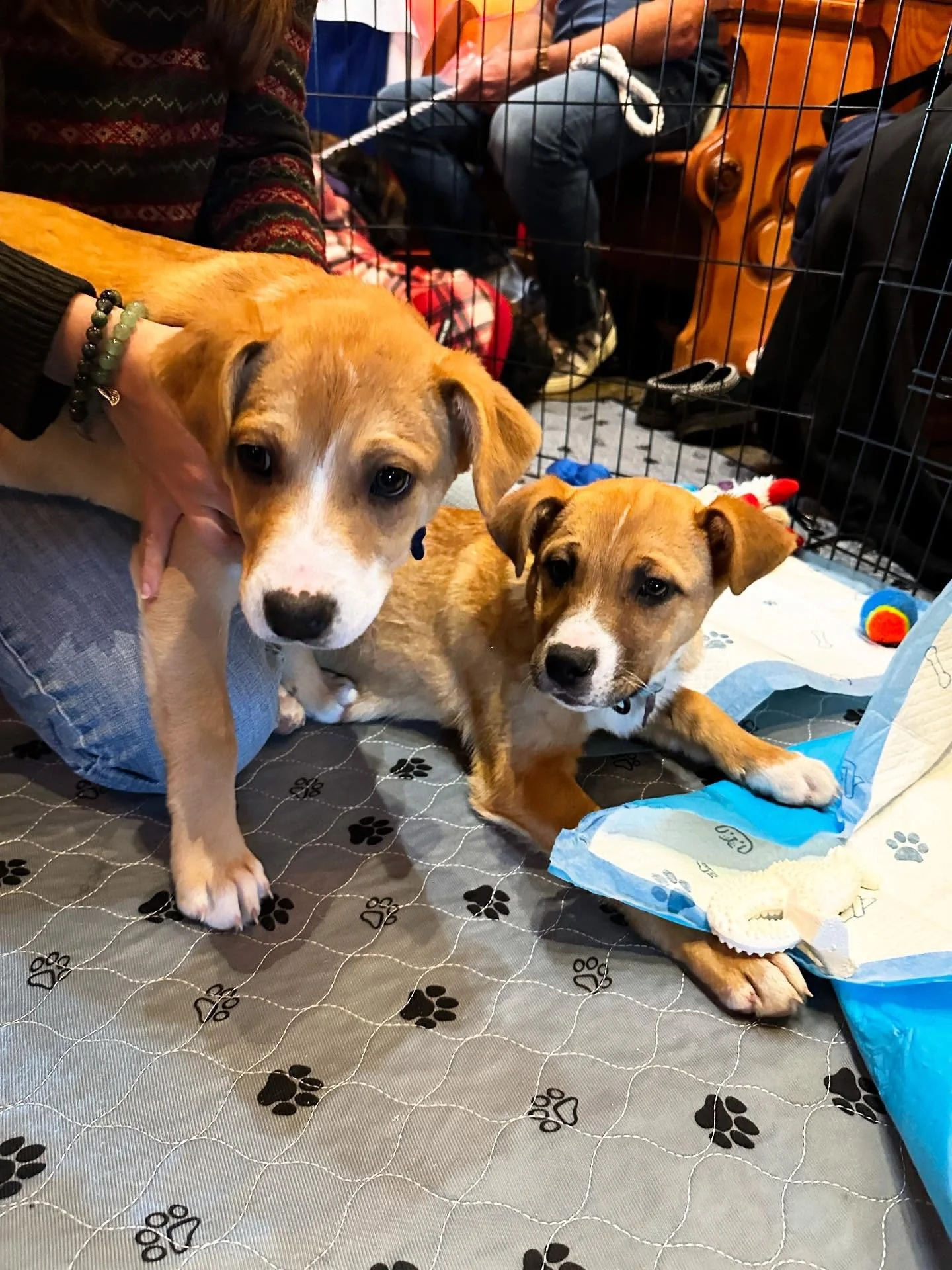 Holiday Doggos!! 

All the pups: 
1. Hazel and Hattie 
2. Jelly 
3. Charlotte 
4. Ella 
5. Gertie 
6. Neptune 
7. Ruby 
8. Stella 

We had a wonderful time partnering with @rescuepetconnect @thepawpadmobile @paws_in_studio @dogfriendlyfrederick last 