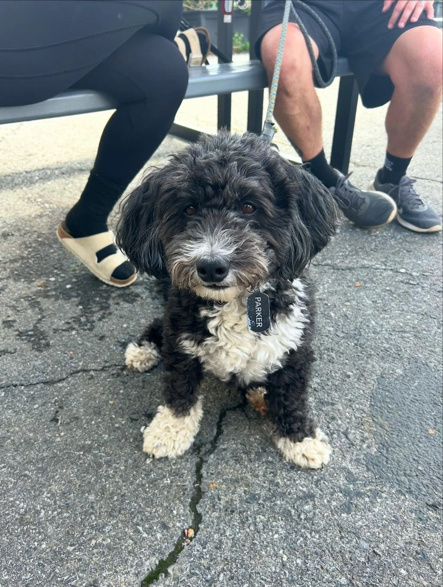 Dog-on Sundays are back!! 

Collection of pups that came in this month:
1. Parker 
2. Bonnie 
3. Henry 
4. Rebel 
5. Luci 
6. Stumpy 
7. Ginger 
8. Bonnie, Yoshi, Clyde, &amp; Rebel 

Starting now, we are will be posting dogs every Sunday until the e