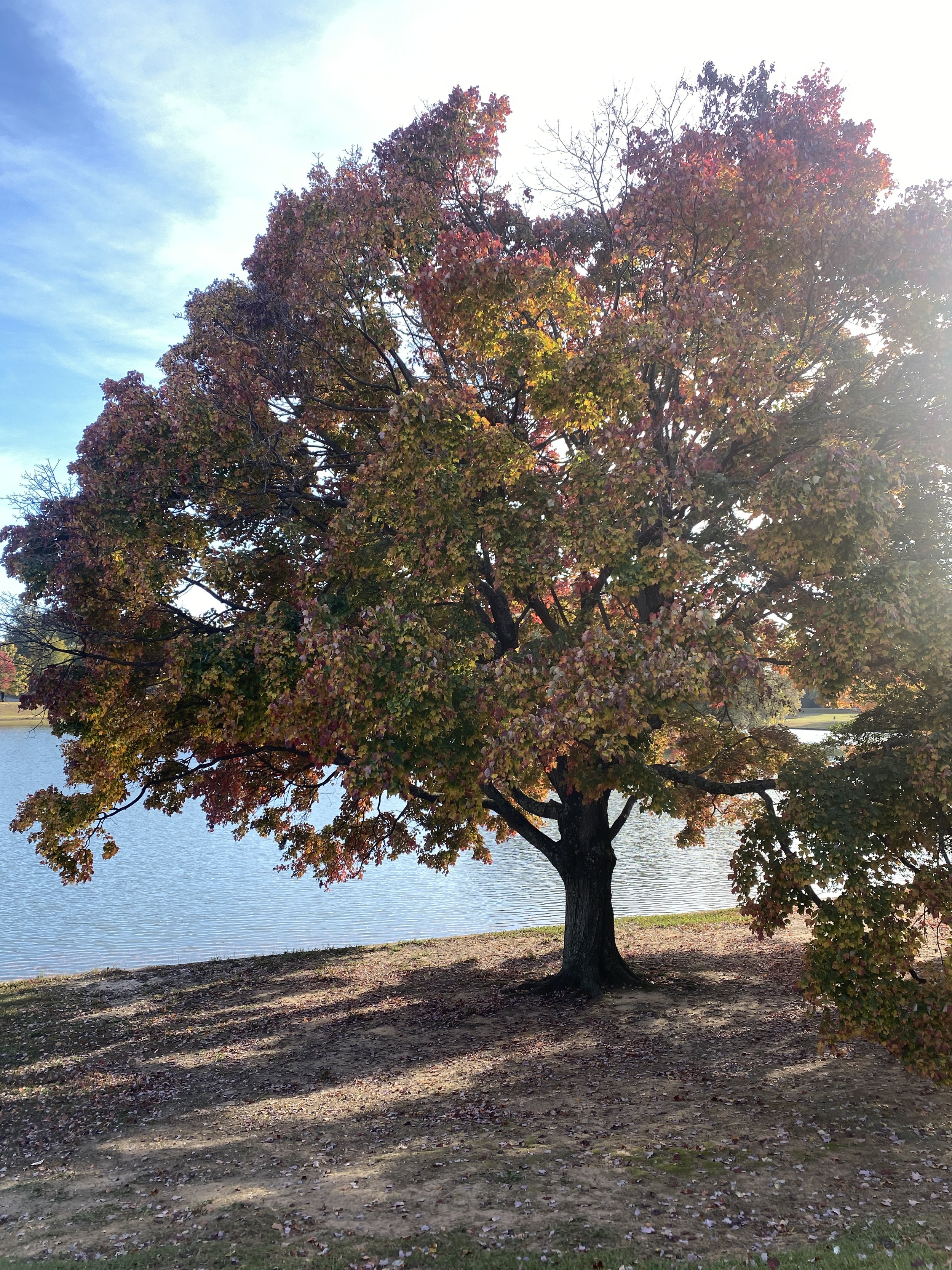 IMG_3501.jpeg