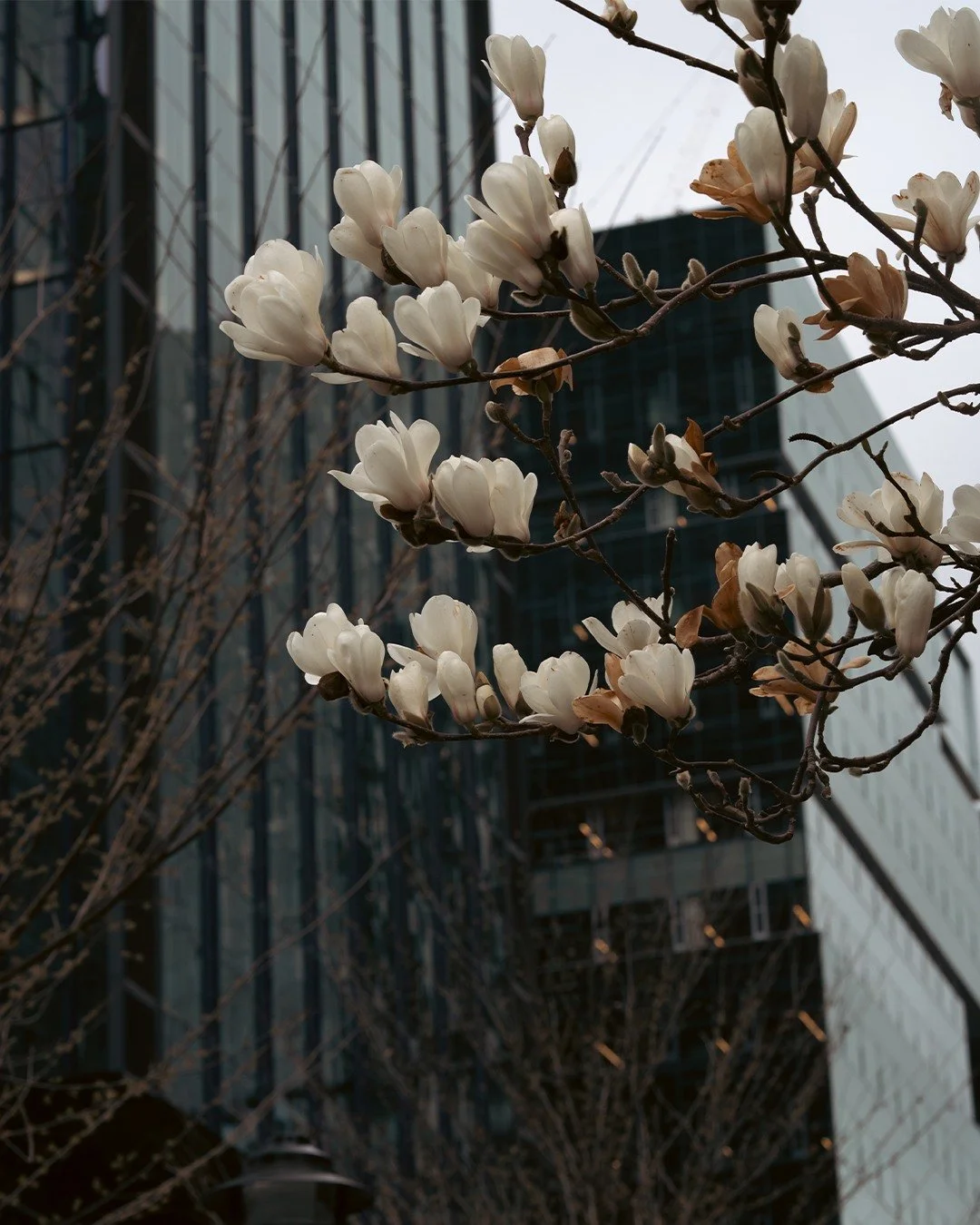 Spring is slowly finding its way through the city 
- Seattle, WA