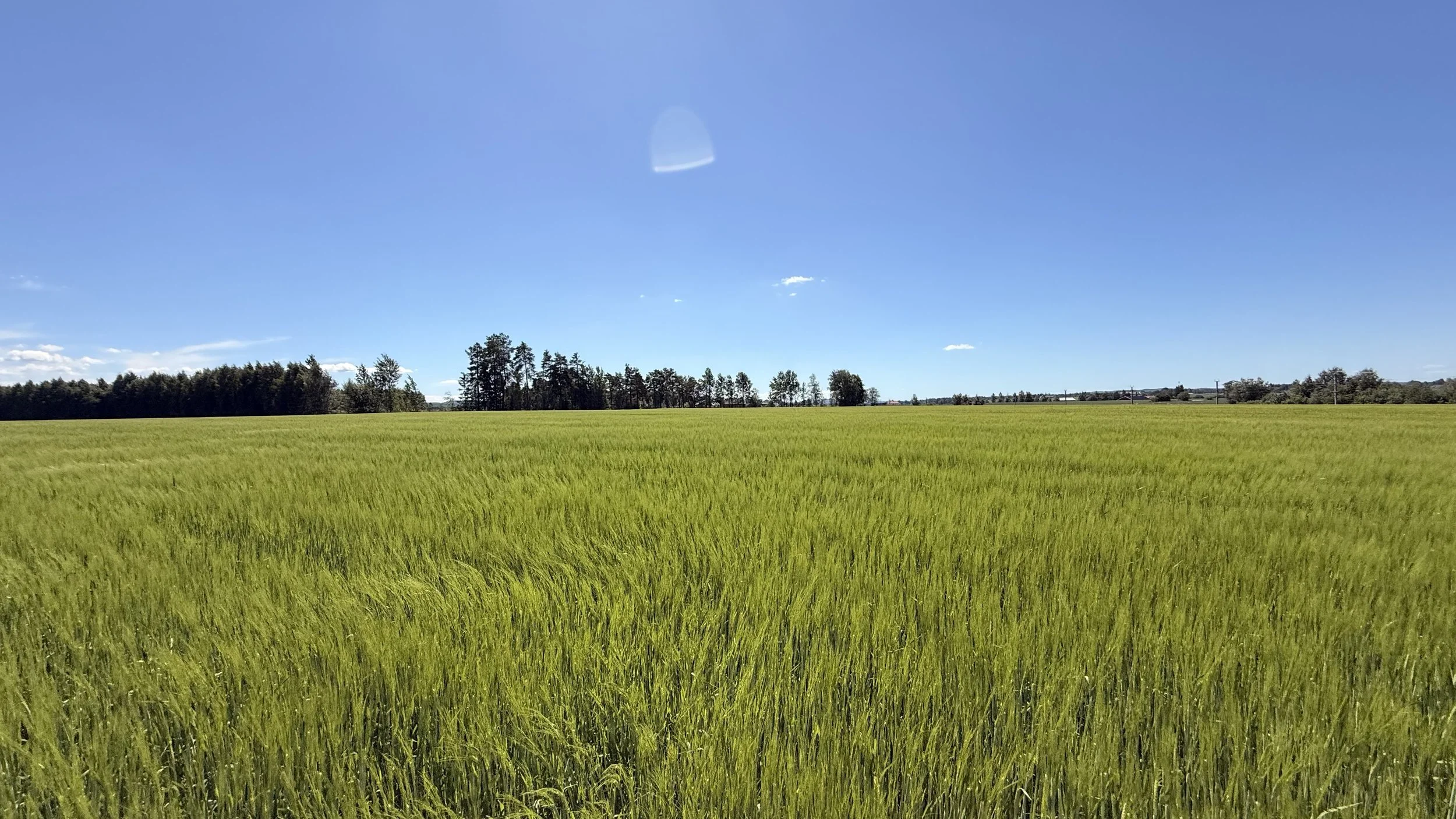 Slik lykkes du med boligsalget i Nes i høst