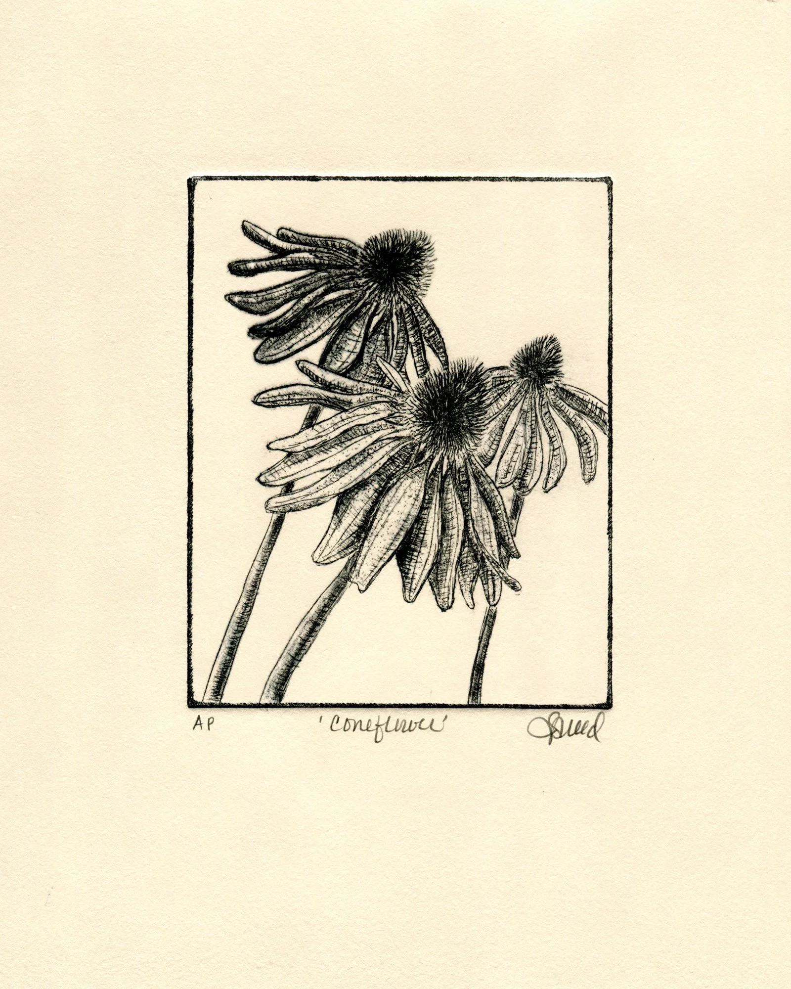 "Coneflower" - drypoint