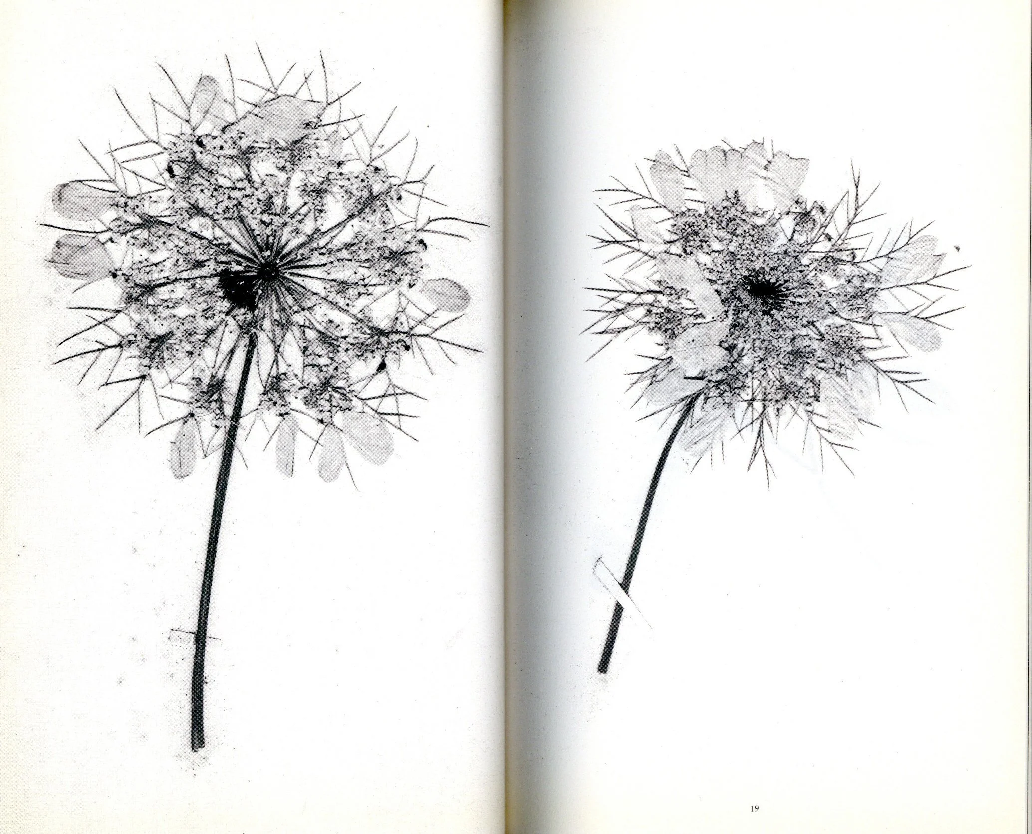 Terri Weifenbach, The Politics of Flowers — Amers Books