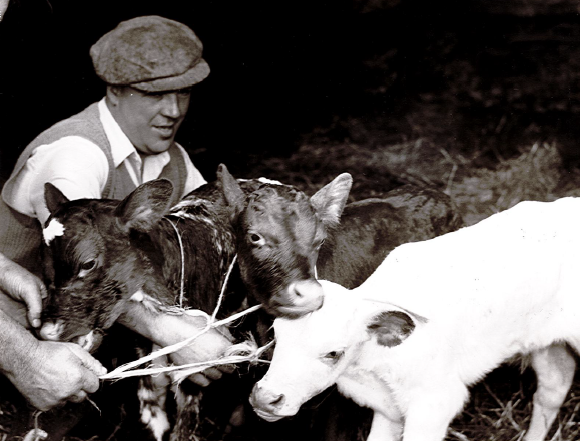 A dairy farmer kneeling on the ground is tending to three calves, one of the earlier generation of farmers at New Manor Farm.