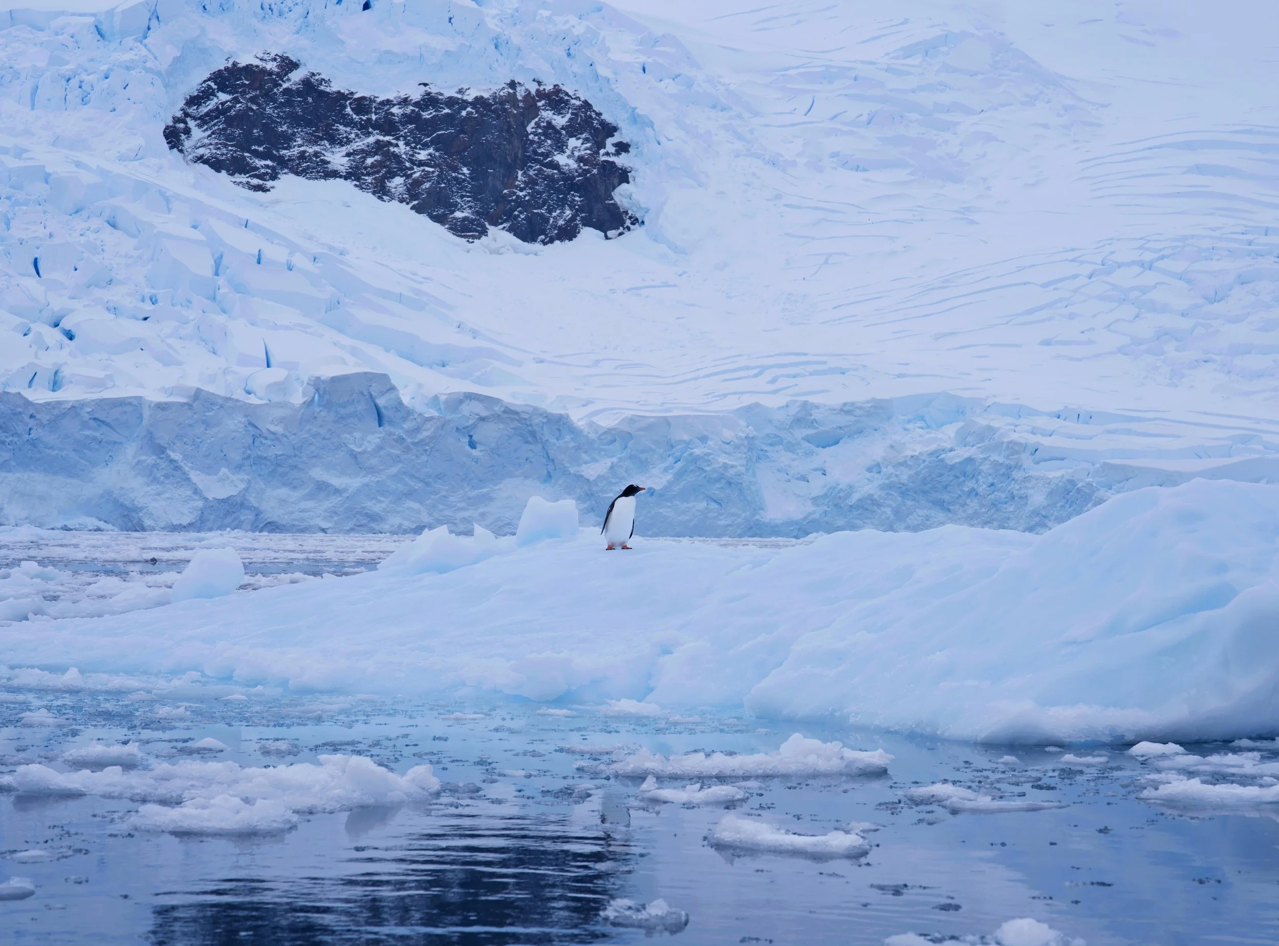 penguin3-min.jpg