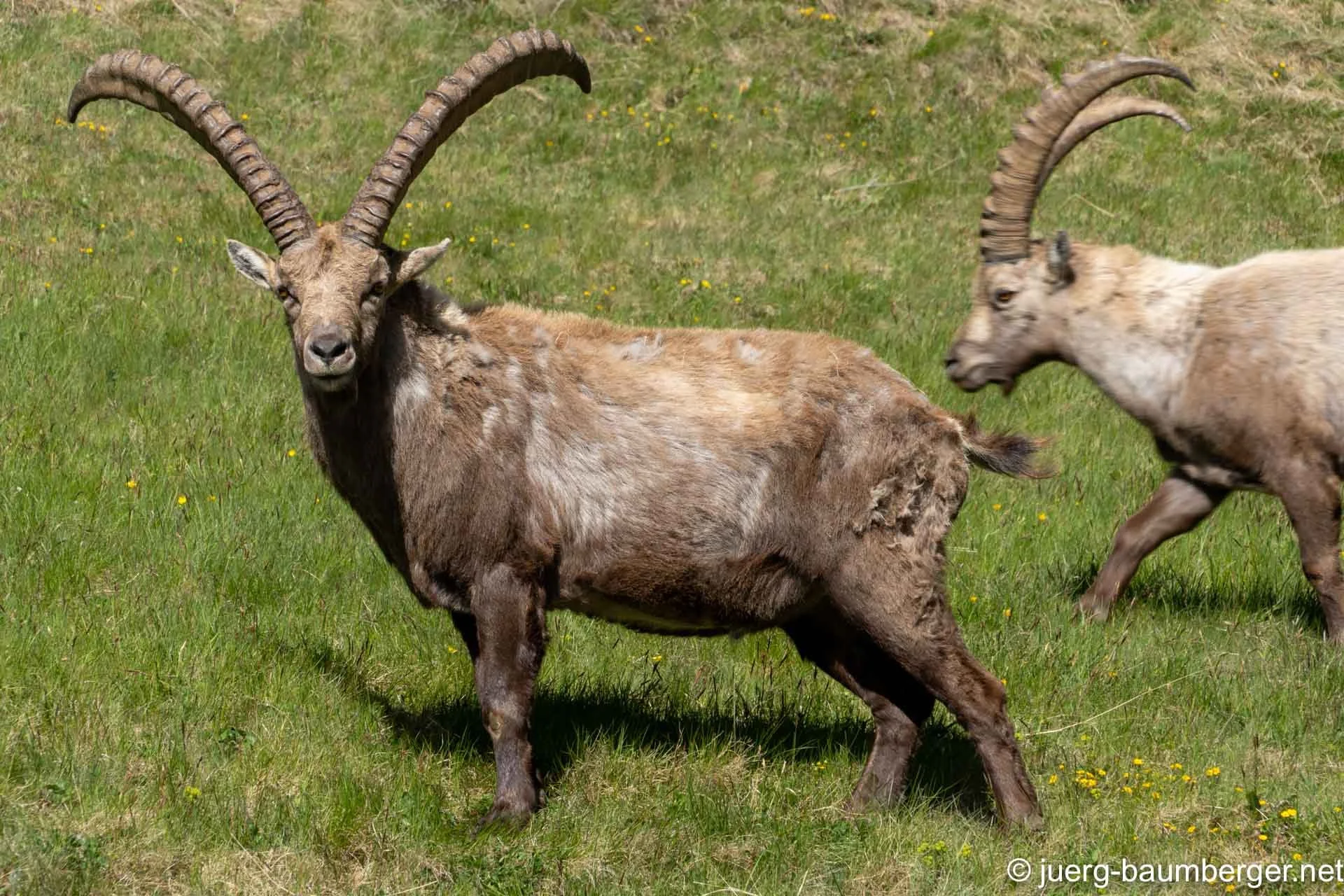 Pontresina