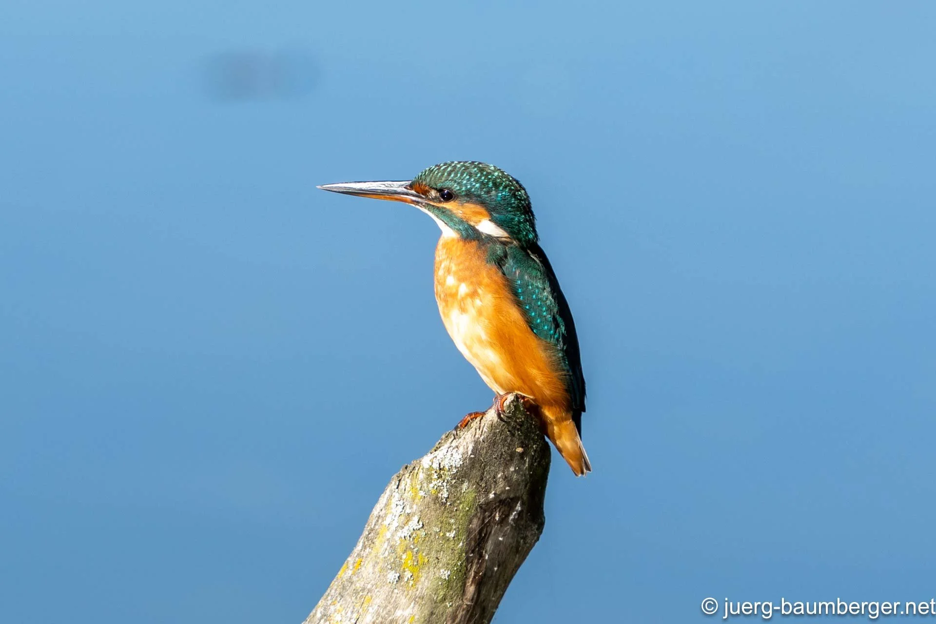 Eisvogel, Unterlunkhofen, Schweiz