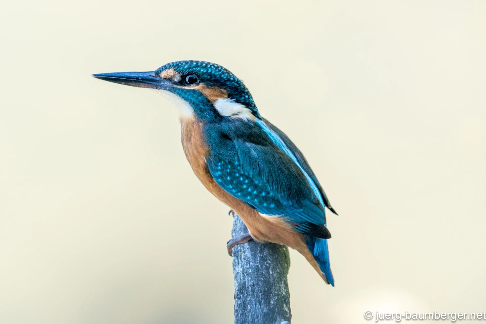 Eisvogel, Unterlunkhofen, Schweiz