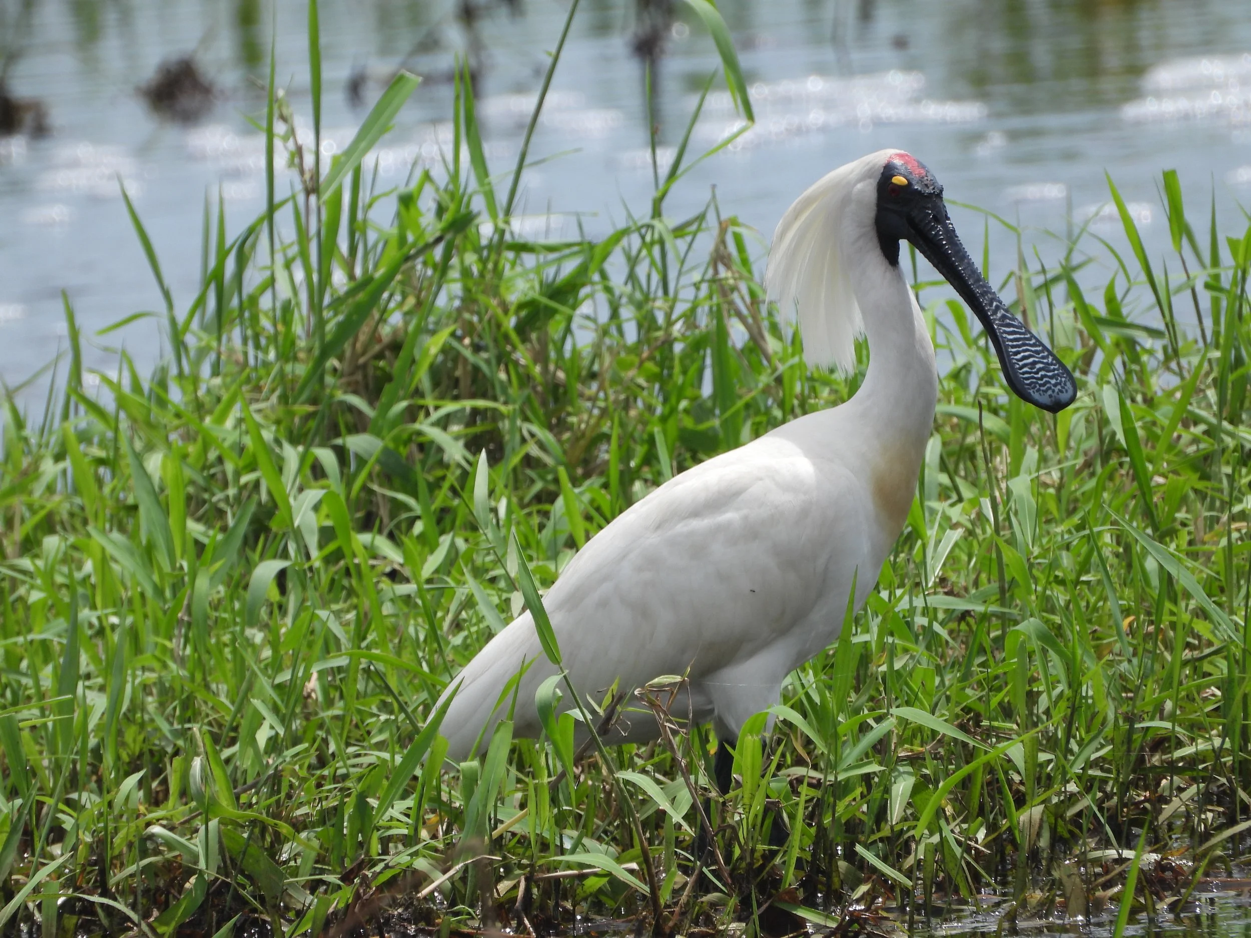 Black-faced spoonbill