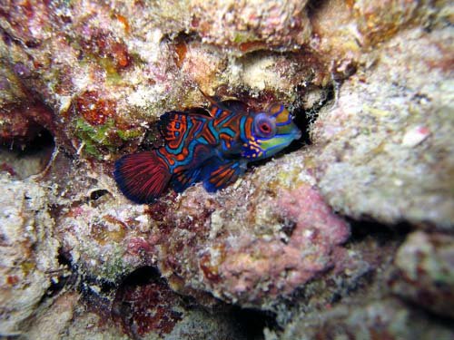 Spotted my all time favorite Mandarin Fish while scuba diving in Sipadan, Malaysia