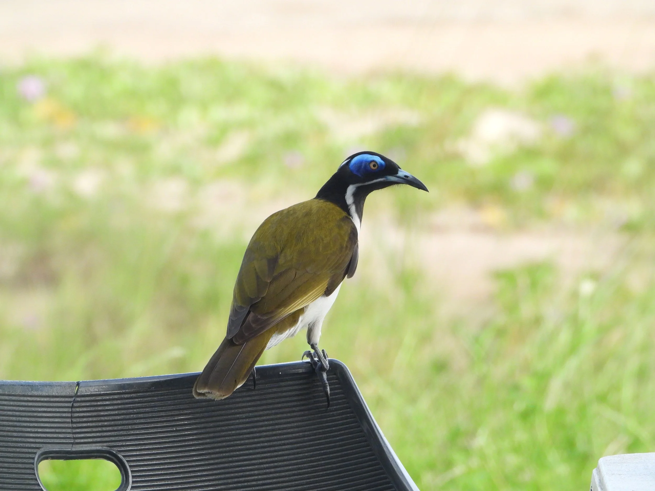 Blue-faced honeyeater