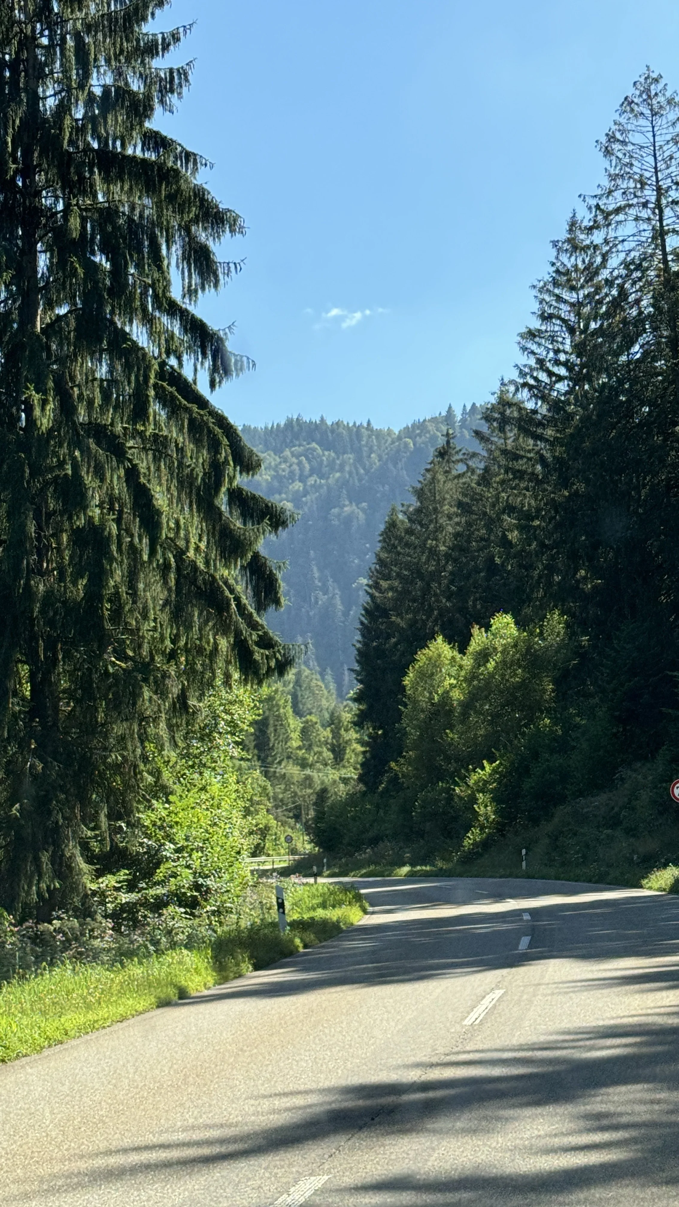 The Black Forest