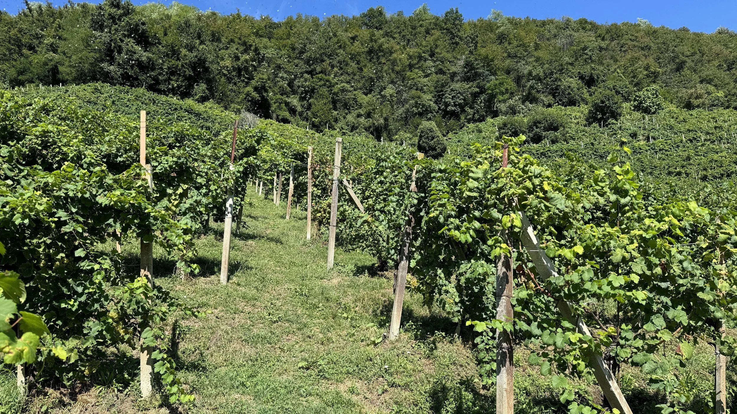  Prosecco Hills