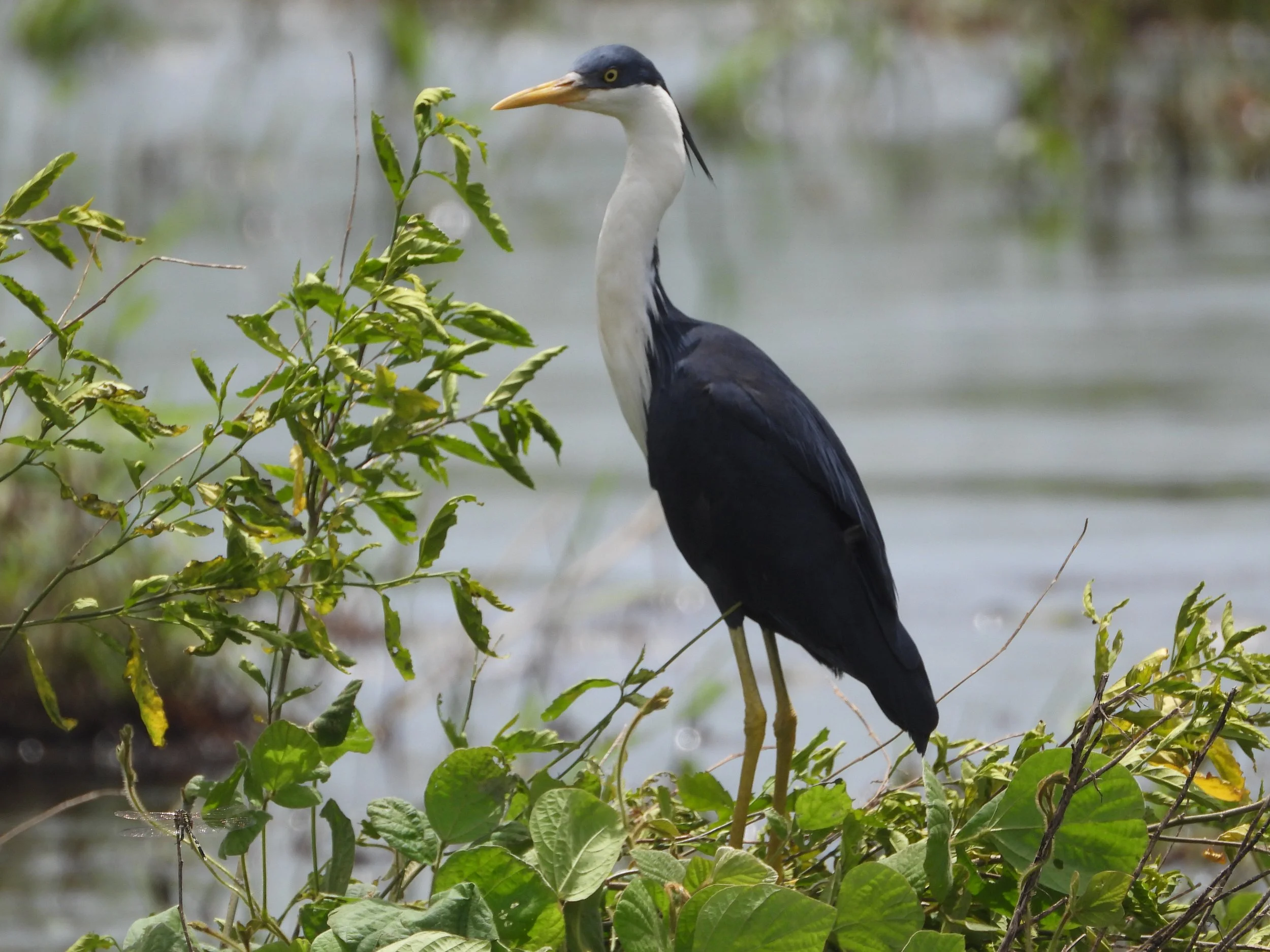 Pied heron