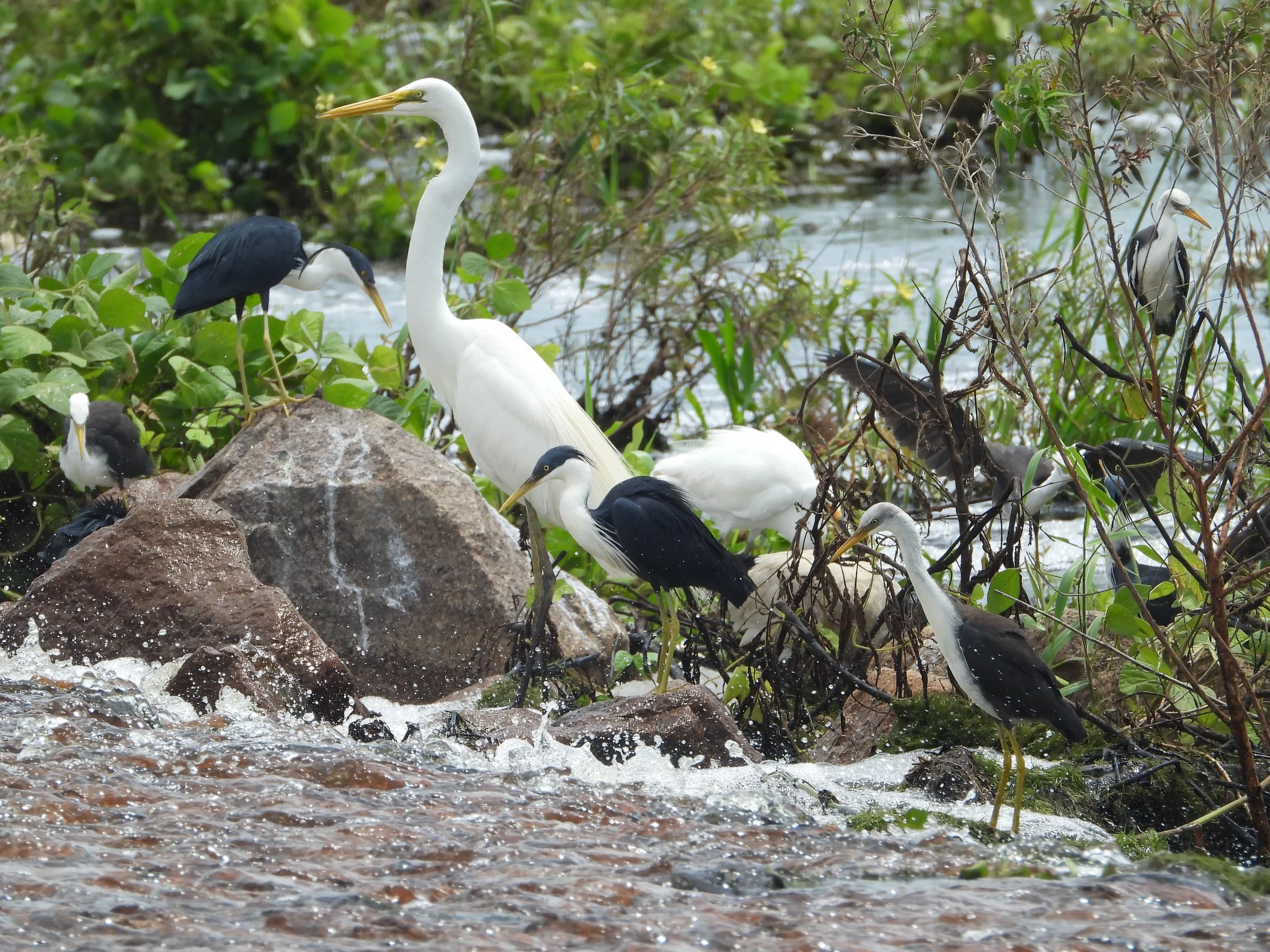 Great egret and several herons wading for fish