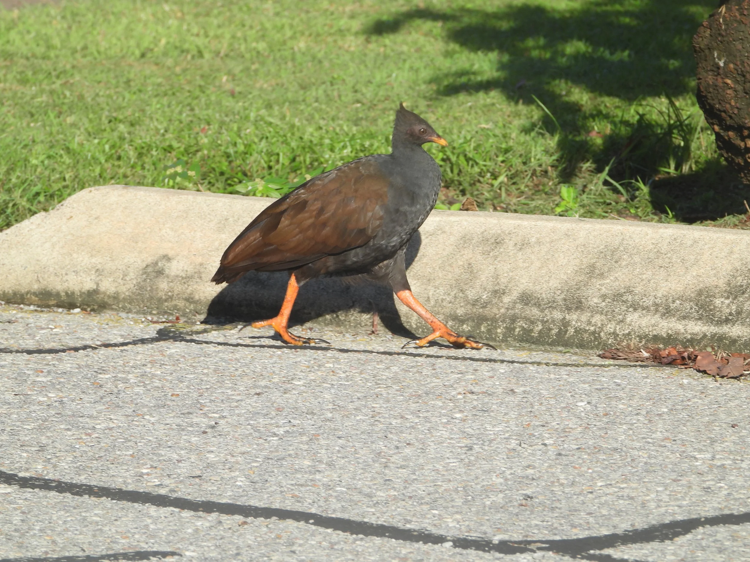 Orange-footed scrubfowl
