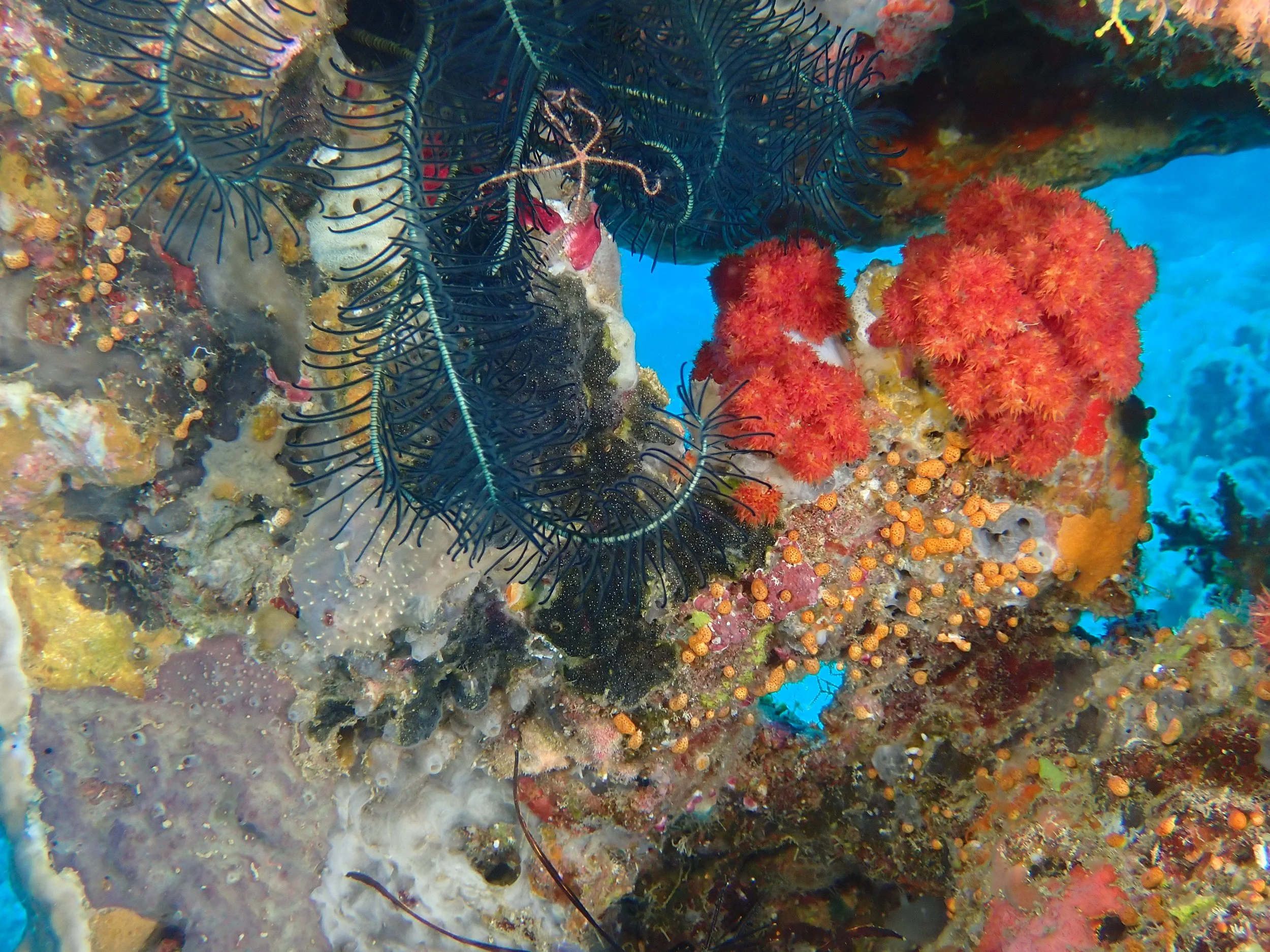 The black feathery thing is actually a living animal (courtesy of Fish)