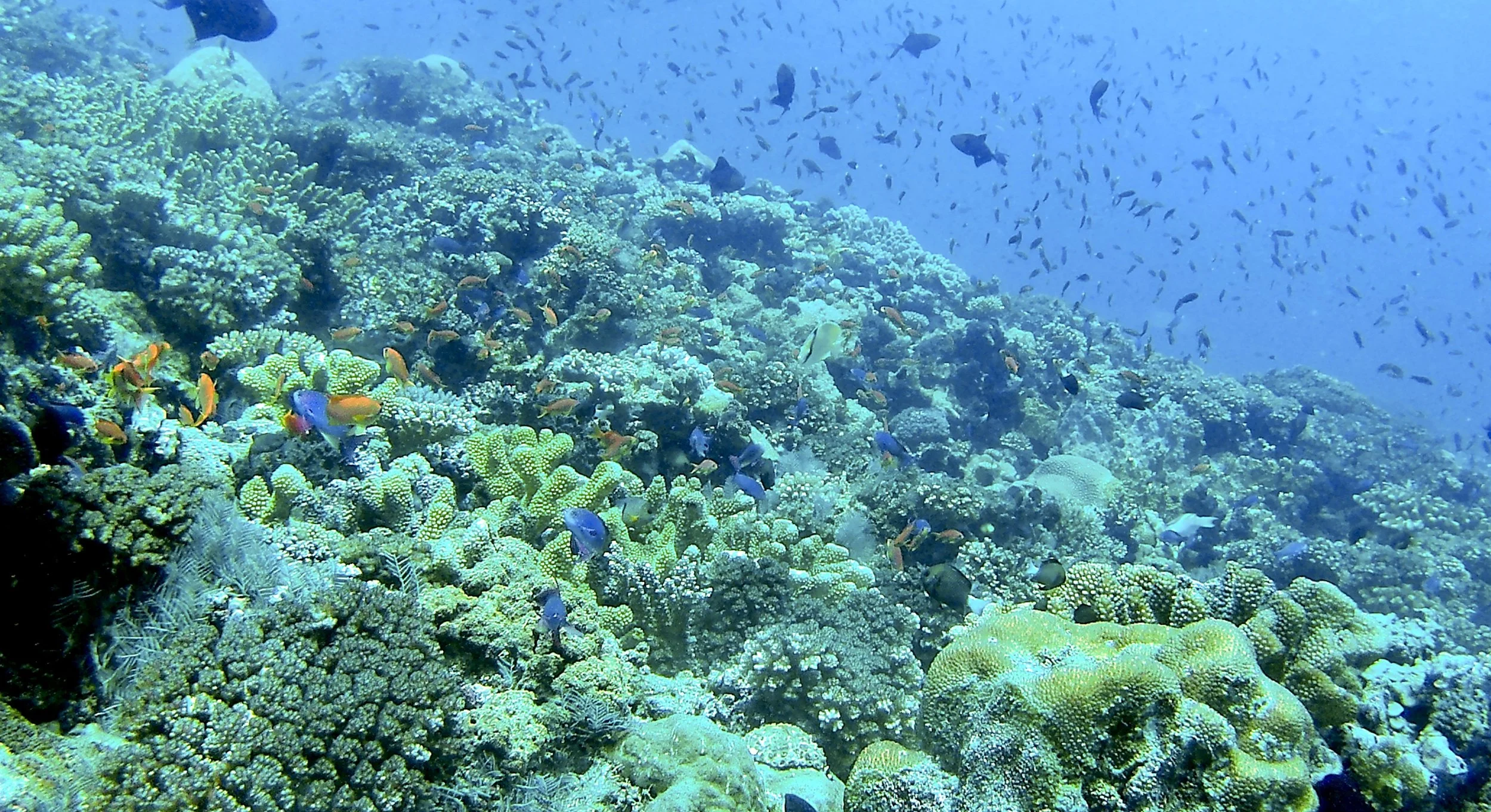 The Rainbow Reef in Taveuni is famous for so many species