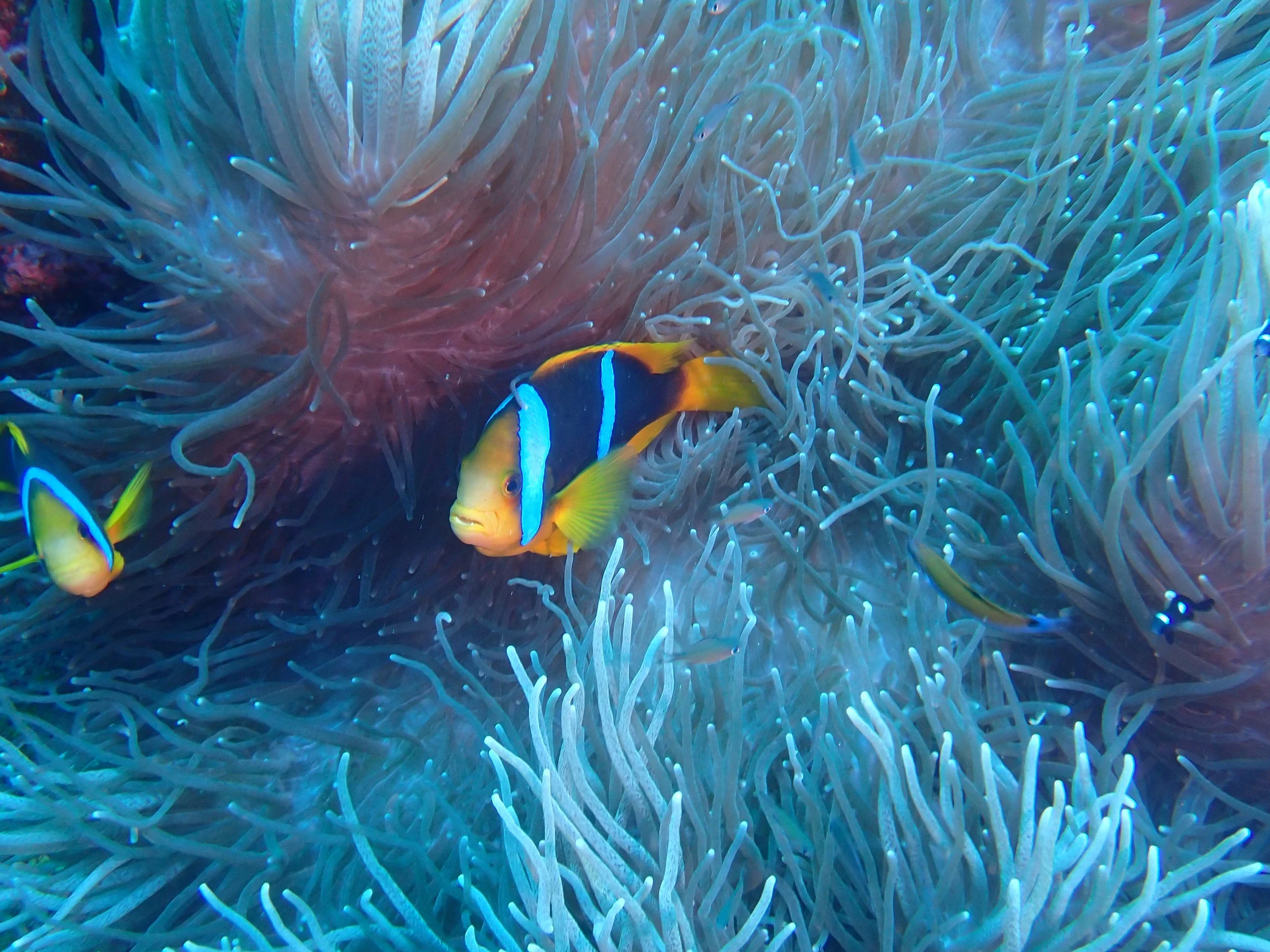 Clownfish in an anemone courtesy of my dive buddy Fish